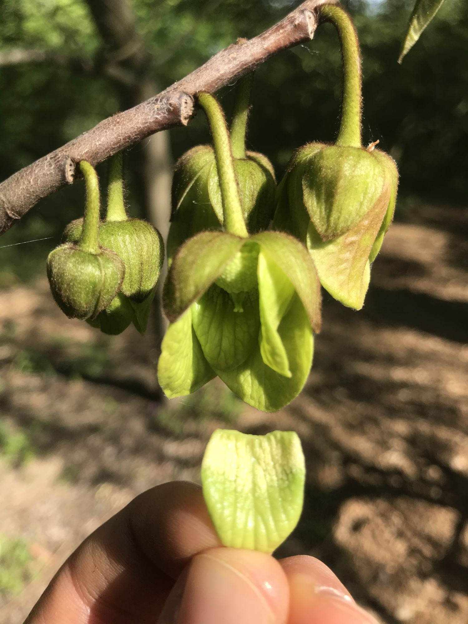 Image of Asimina triloba