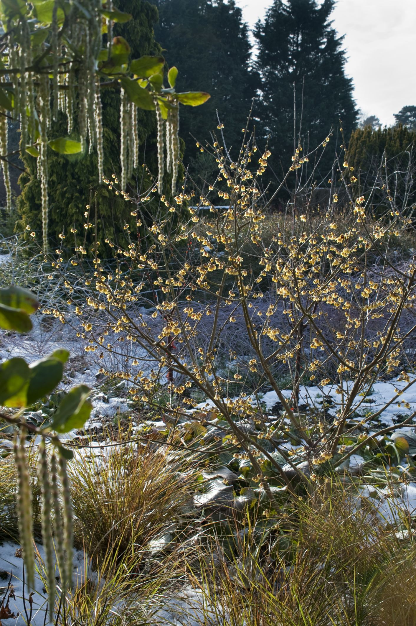 Image of Chimonanthus praecox 'Grandiflorus'