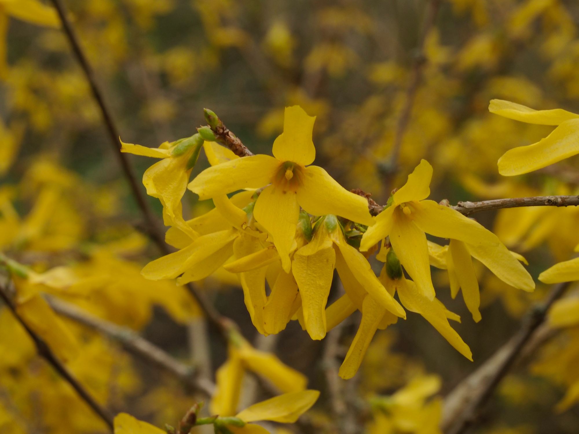 Image of Forsythia Ã— intermedia 'Spectabilis'