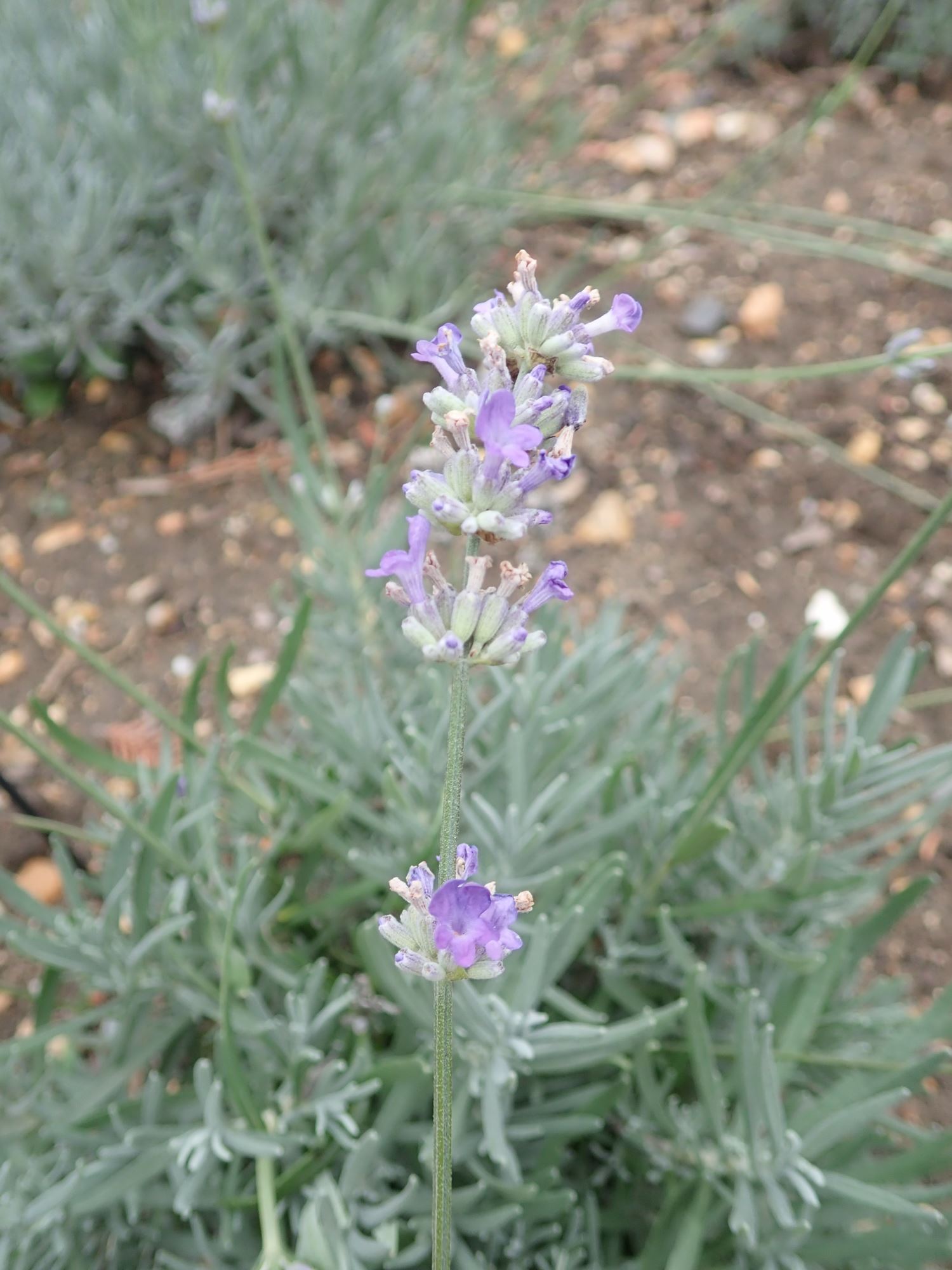 Image of Lavandula angustifolia subsp. angustifolia 'Little Lady'