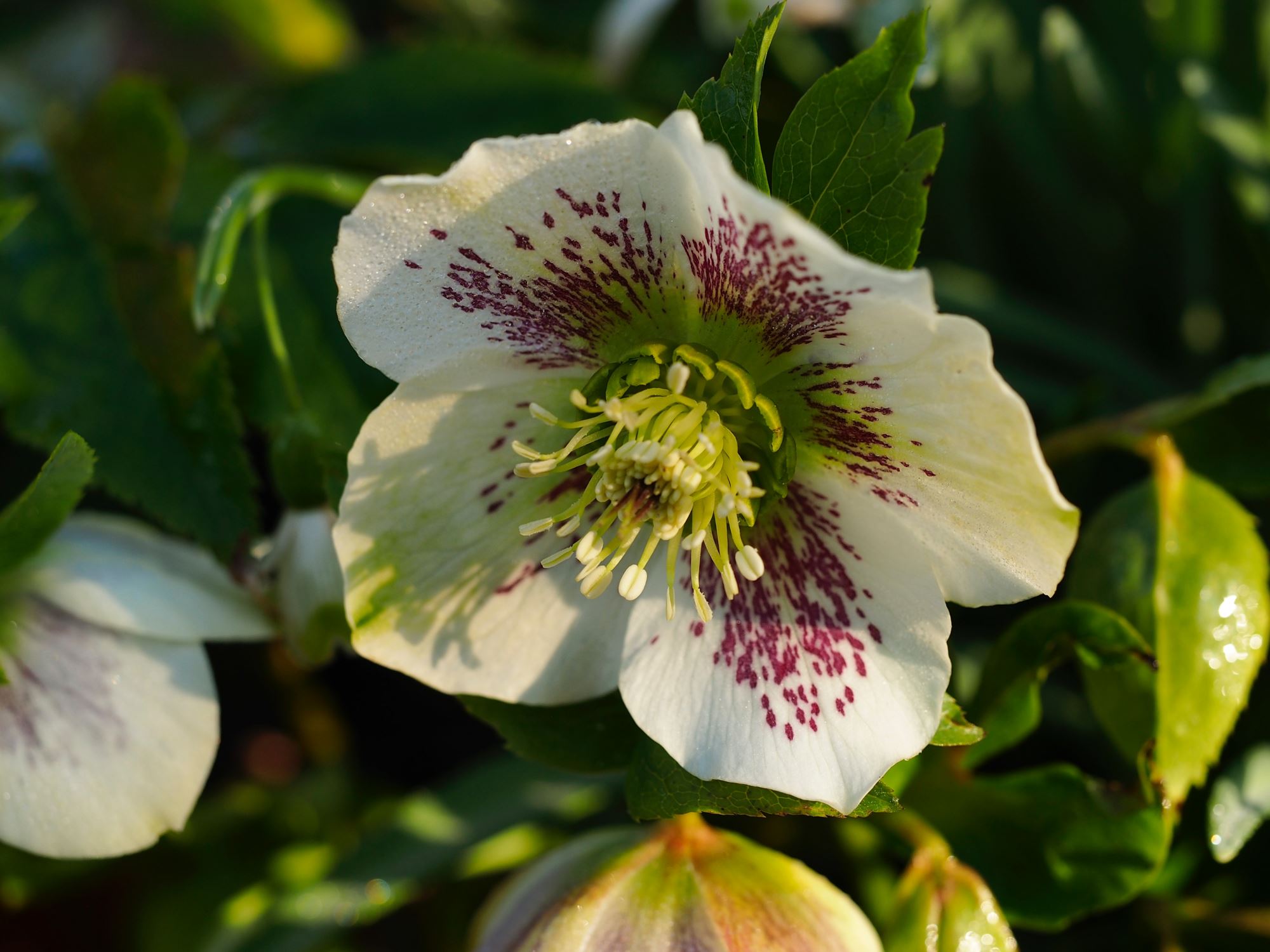 Image of Helleborus Ã— hybridus 'Yellow Lady'