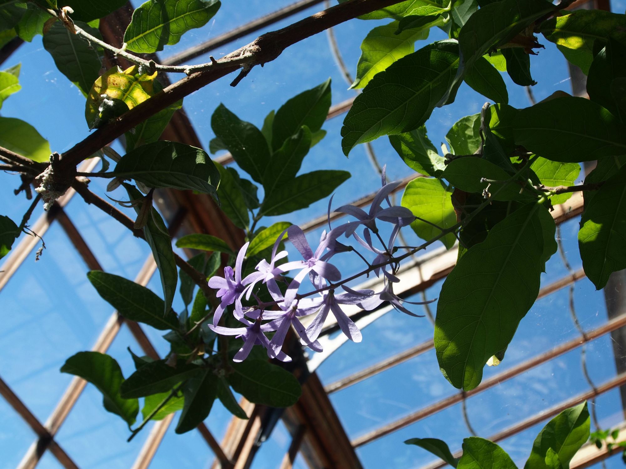 Image of Petrea volubilis