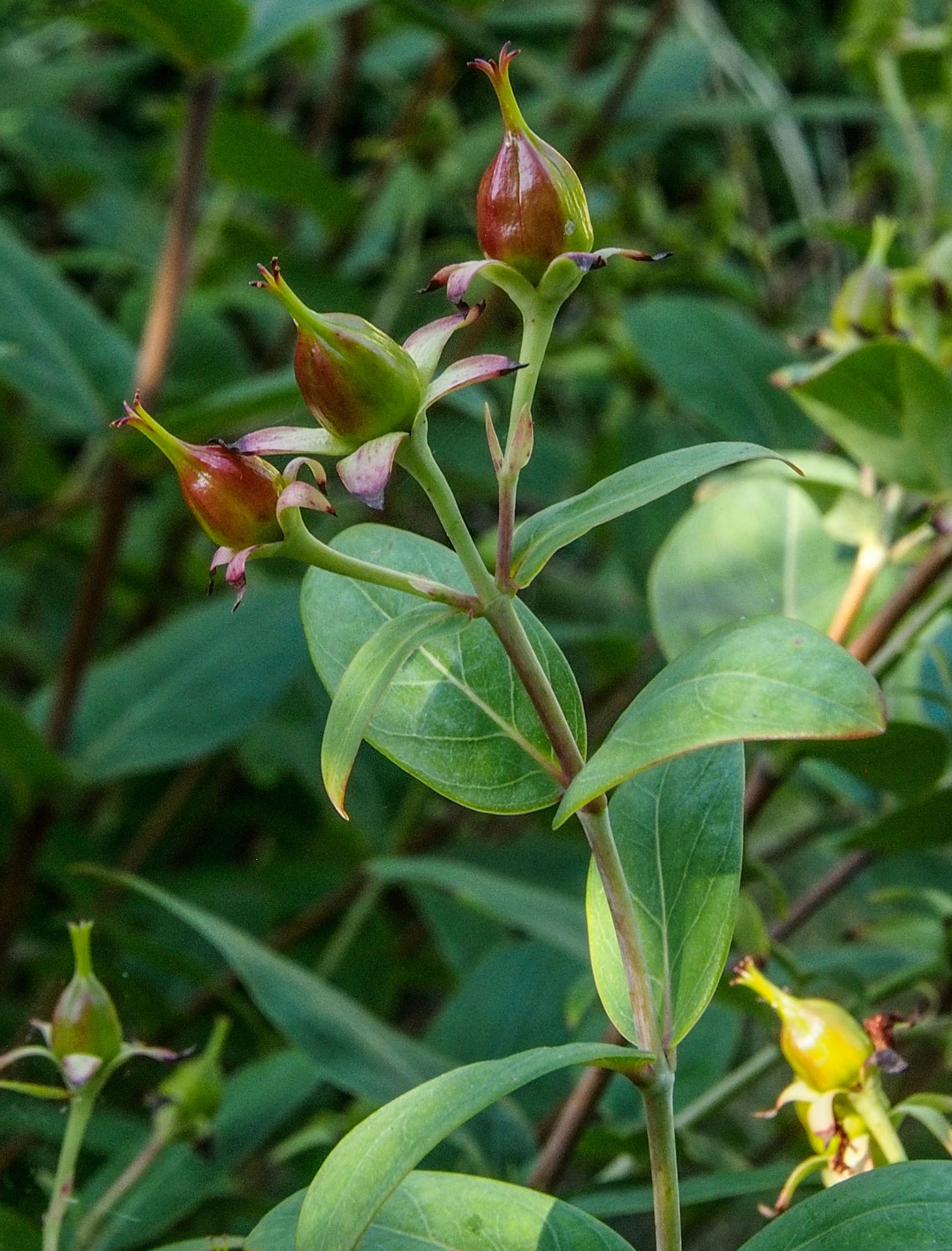 Image of Hypericum lancasteri