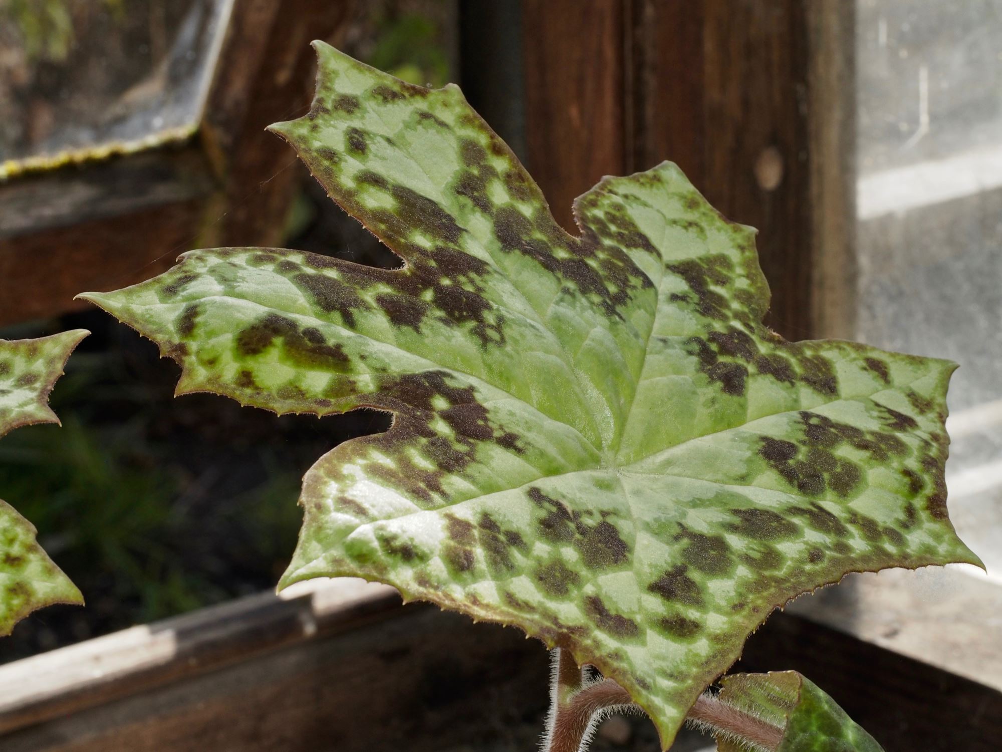 Image of Podophyllum 'Spotty Dotty'
