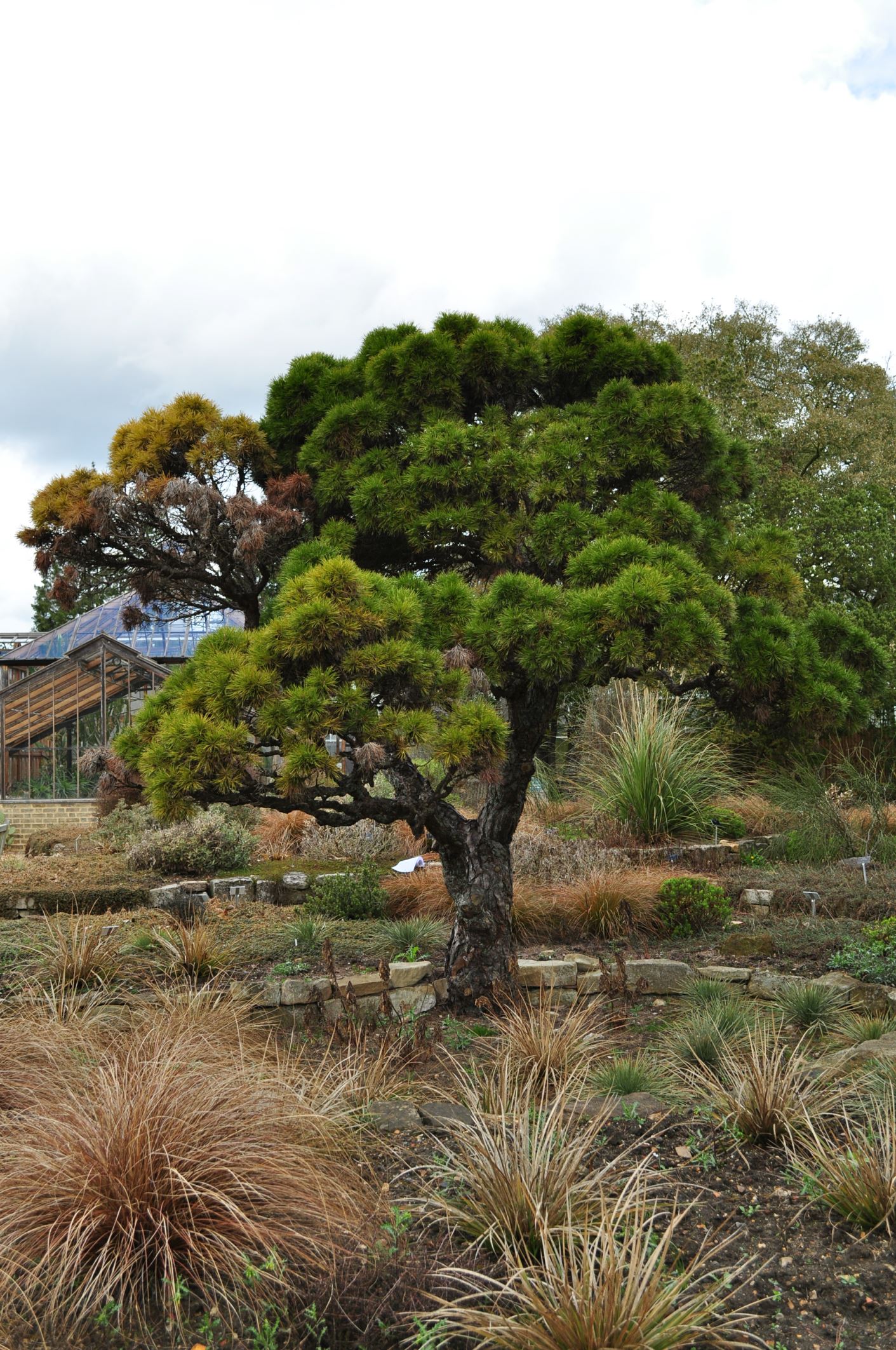 Image of Pinus nigra 'Moseri'