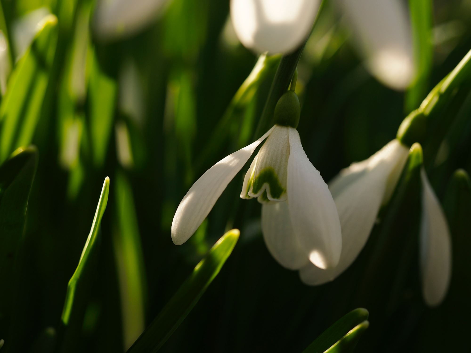 Image of Galanthus 'Magnet'