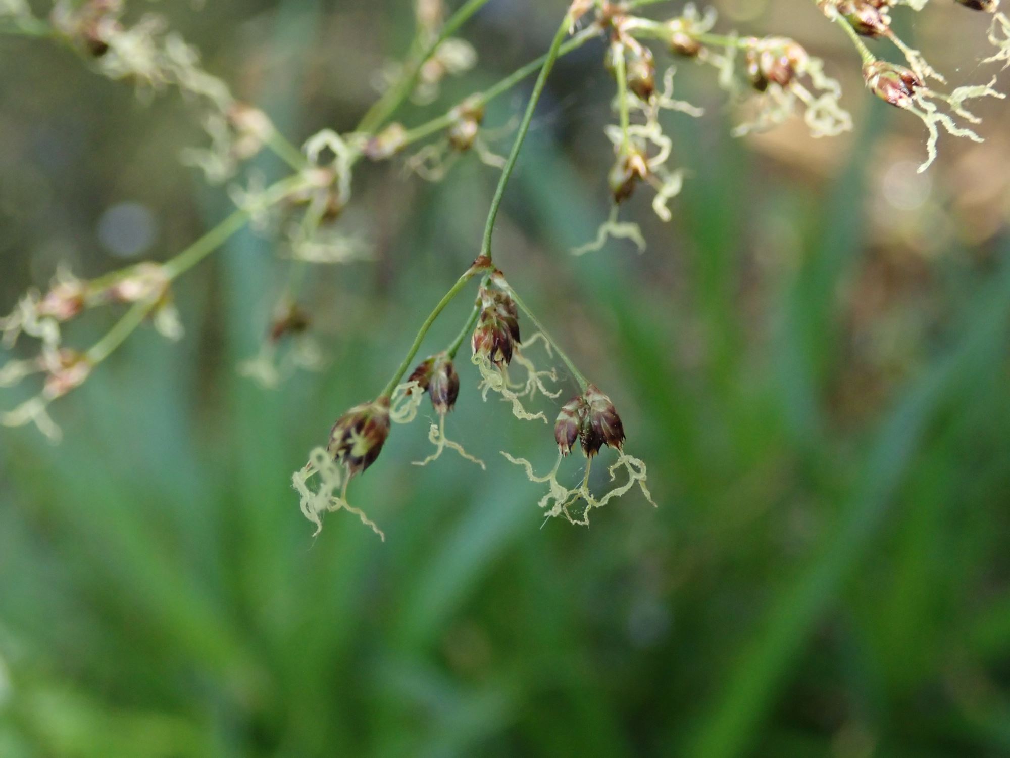 Image of Luzula sylvatica