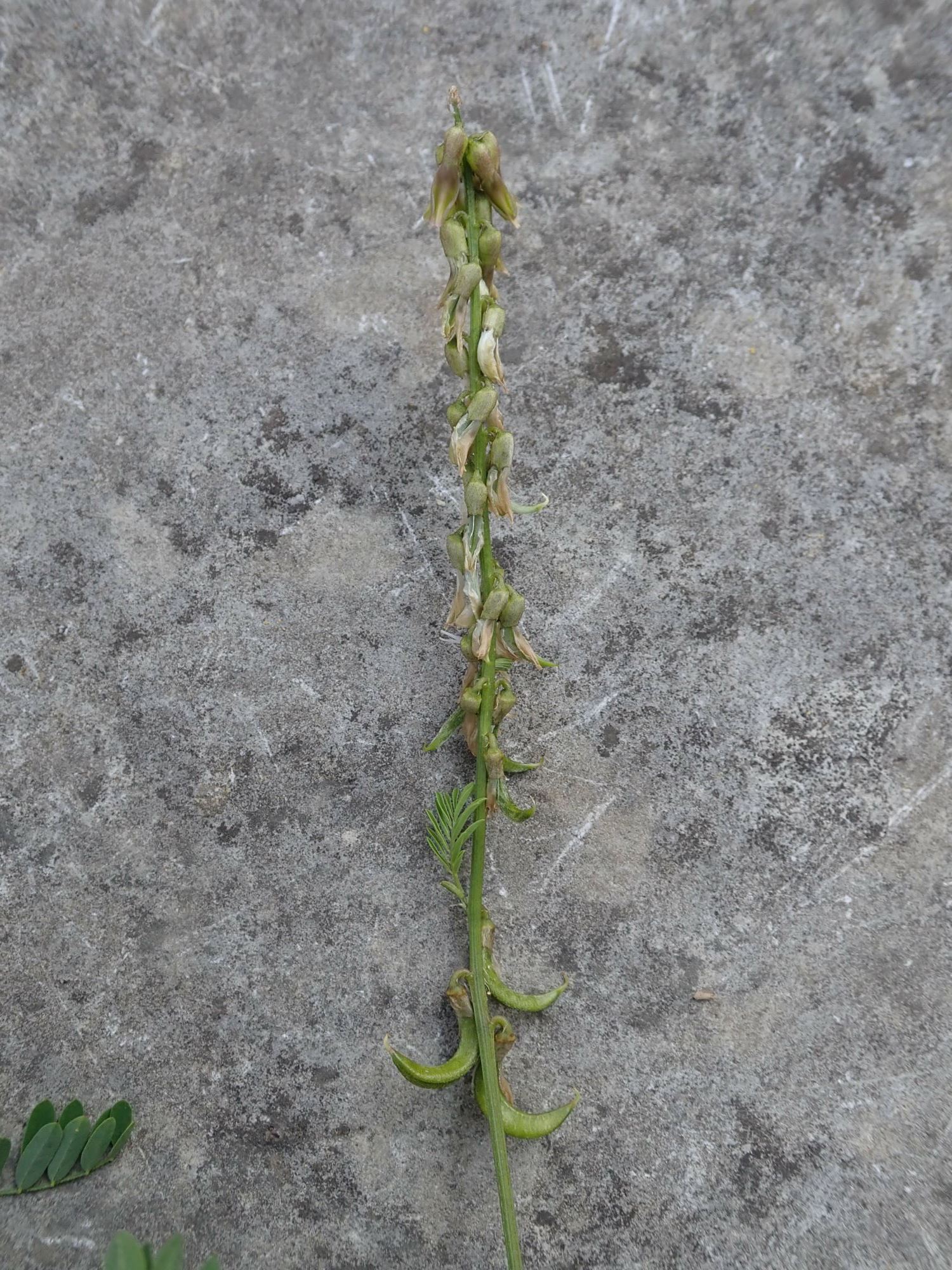 Image of Astragalus falcatus