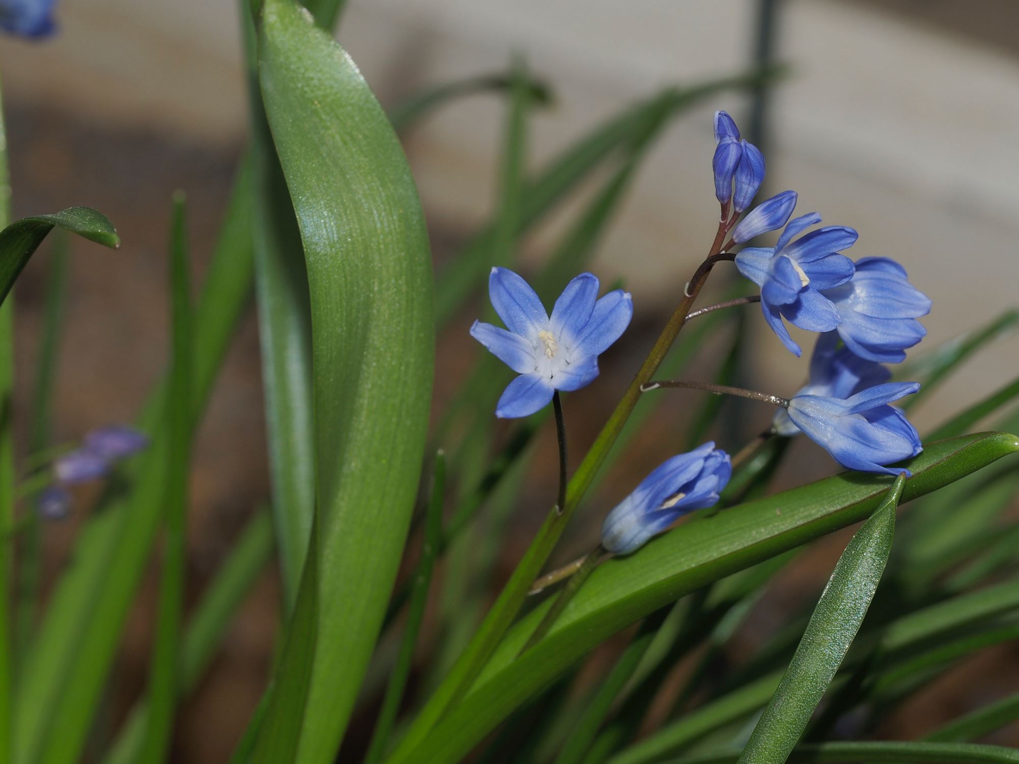Image of Scilla sp.