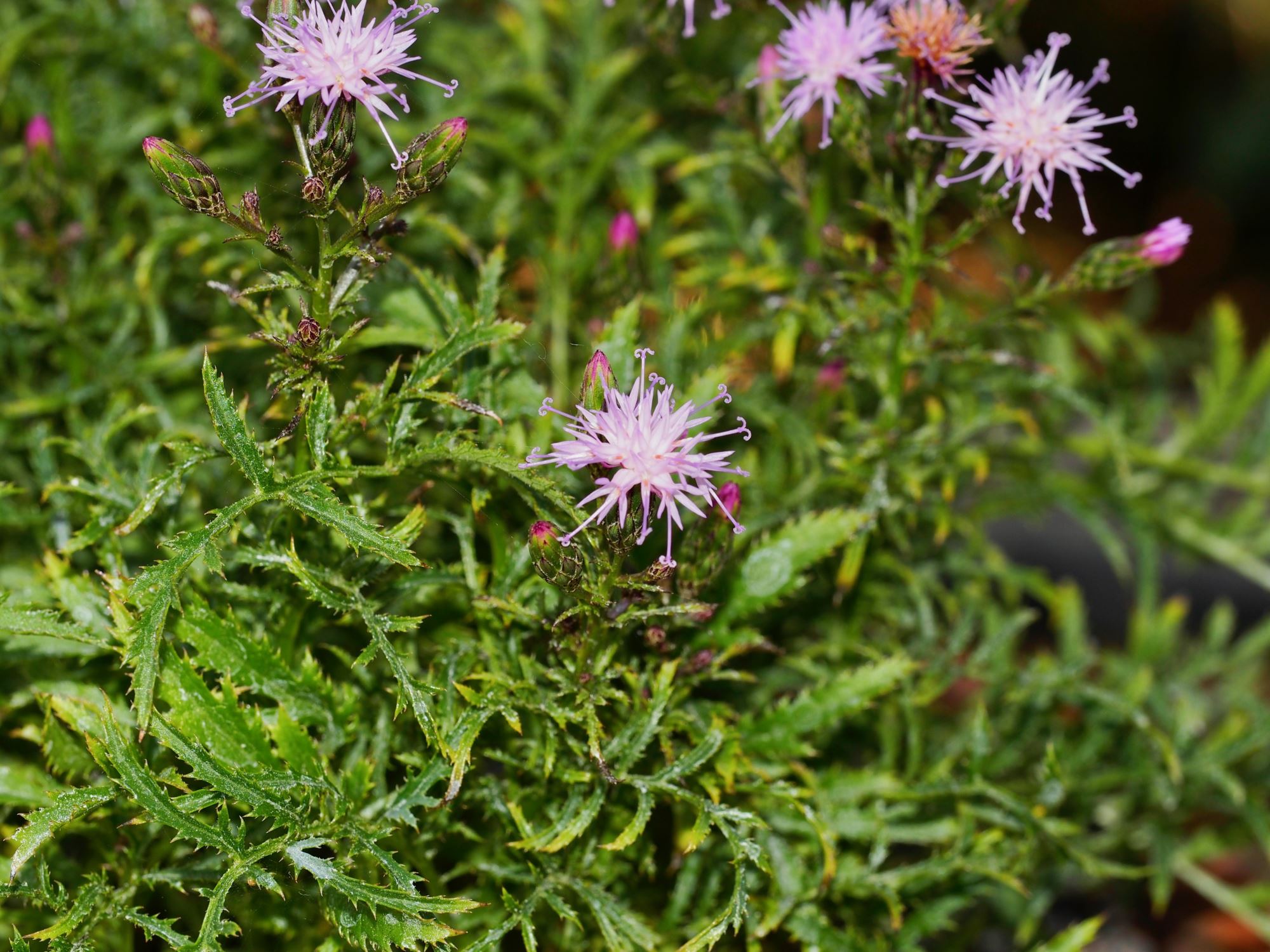 Image of Serratula tinctoria f. dissecta