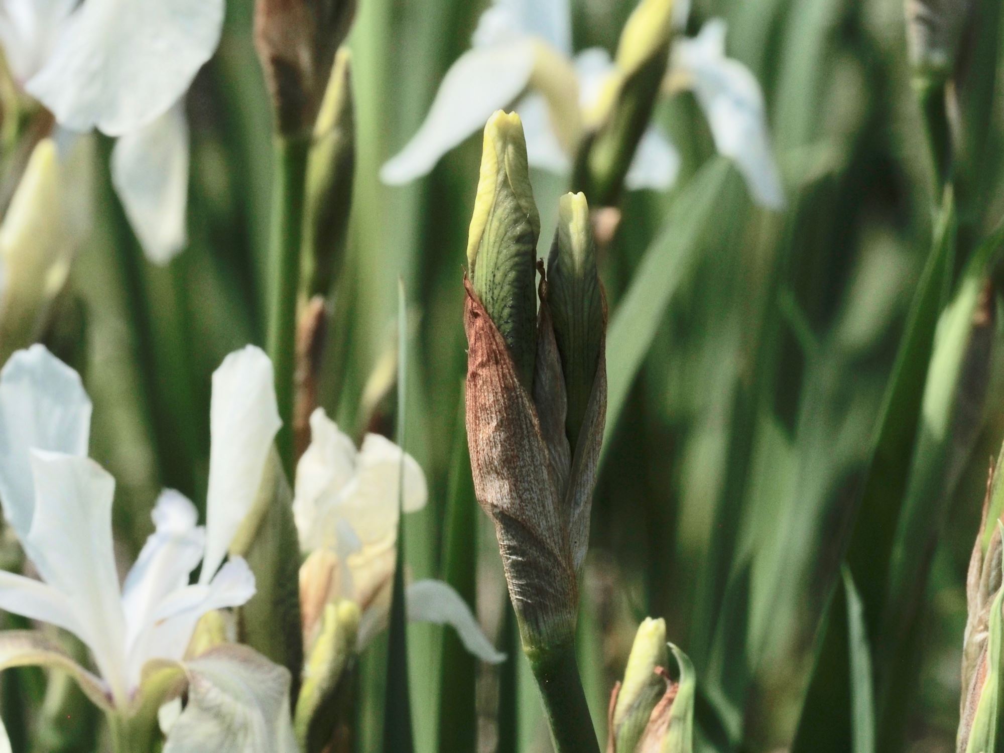 Image of Iris sibirica 'Alba'