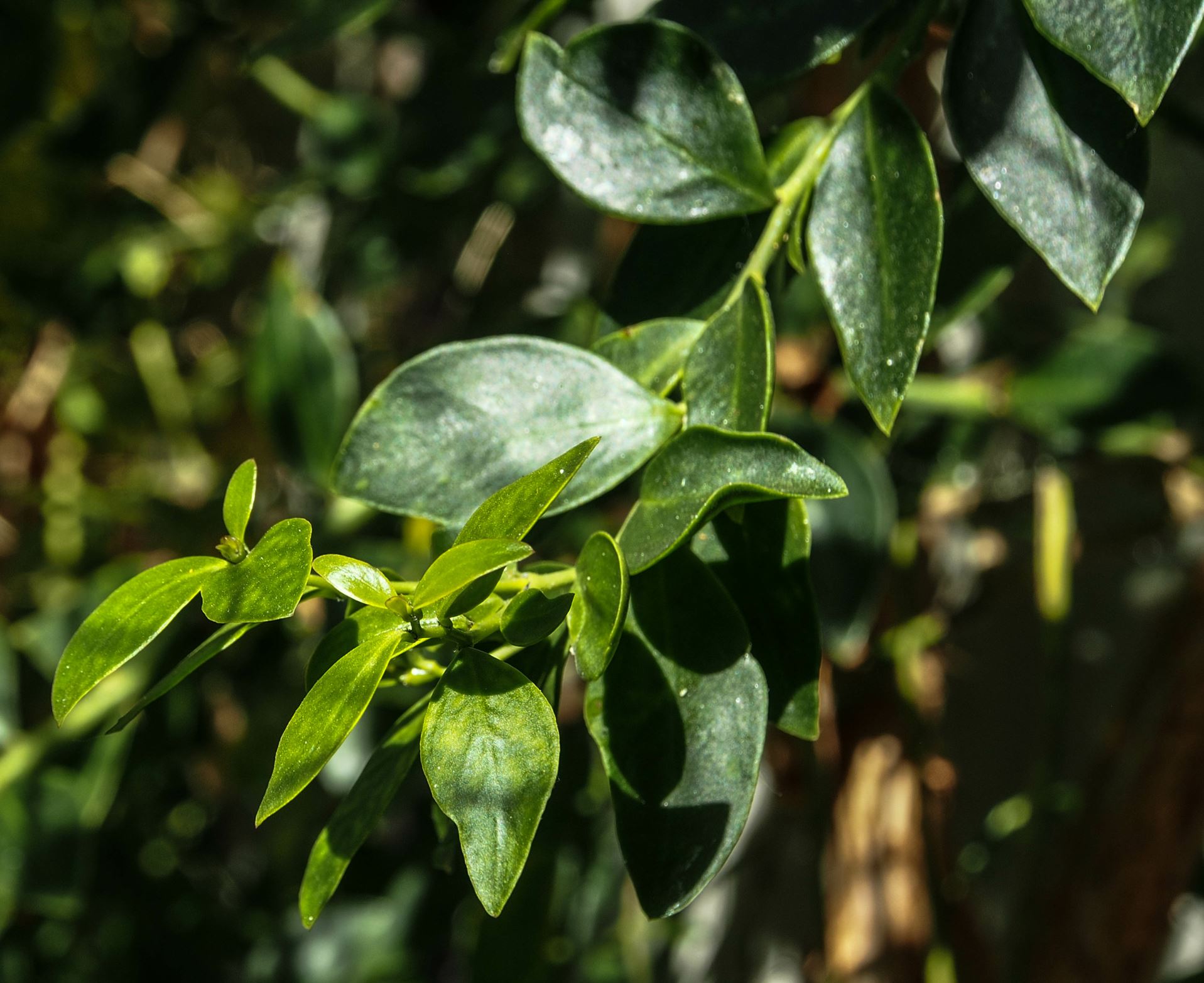 Image of Pereskia weberiana