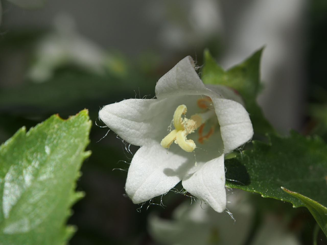 Image of Campanula betulifolia