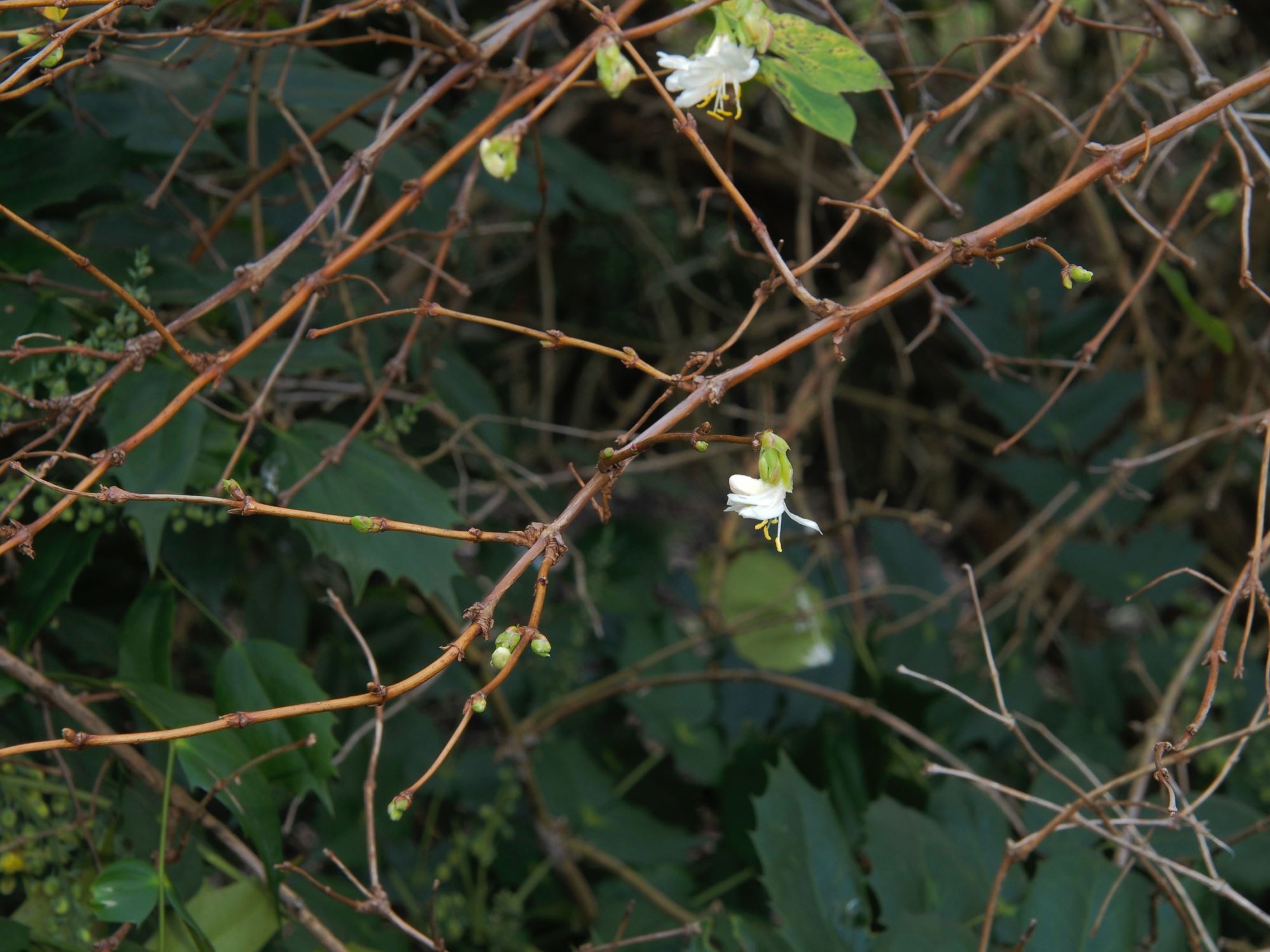 Image of Lonicera Ã— purpusii