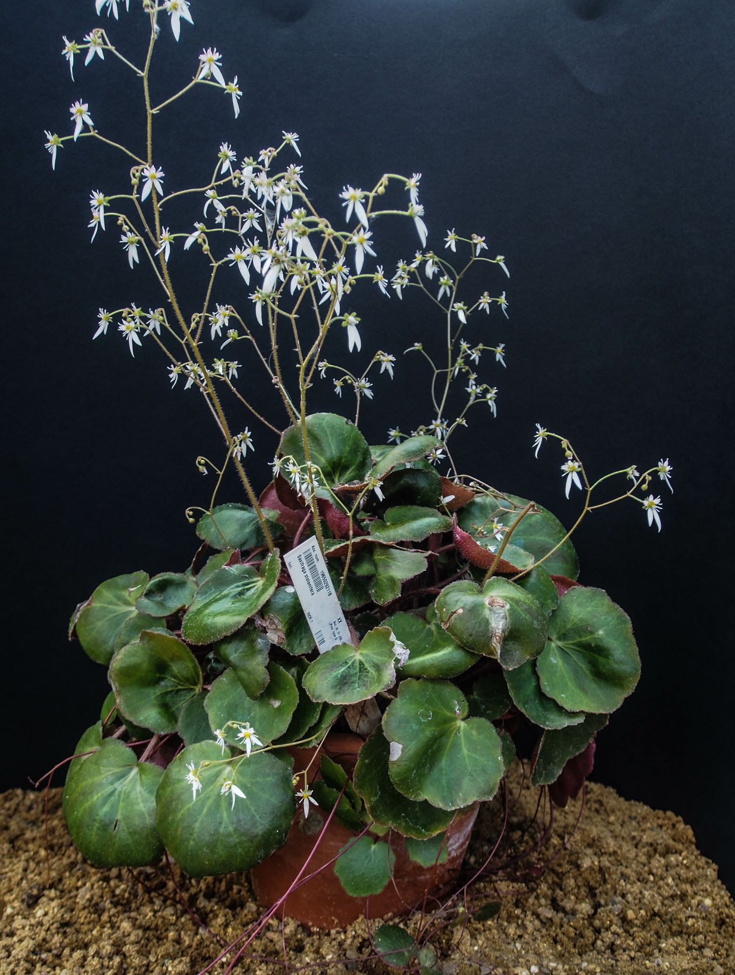 Image of Saxifraga stolonifera