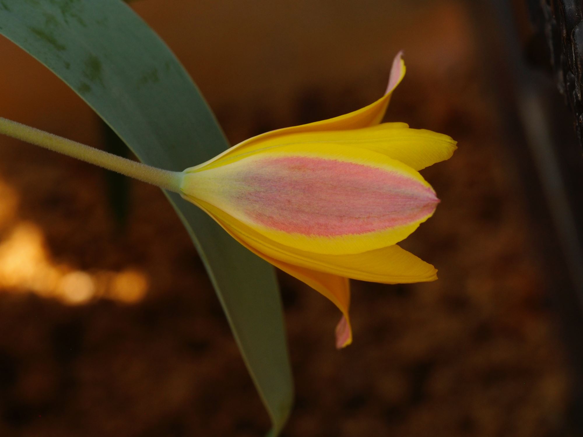 Image of Tulipa kolpakowskiana