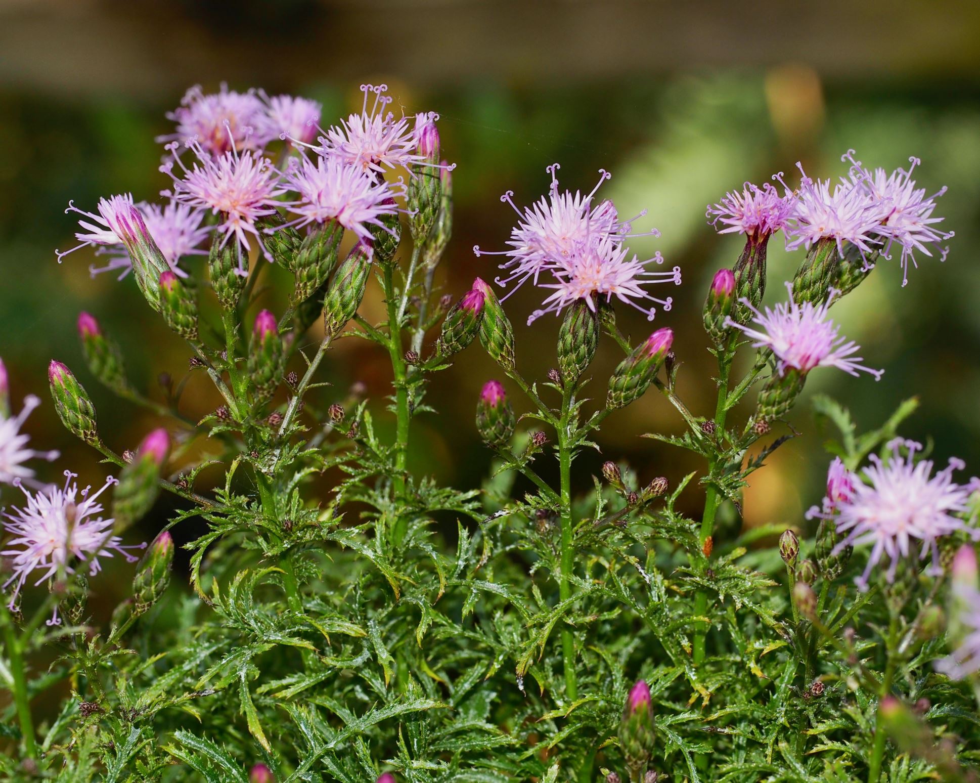 Image of Serratula tinctoria f. dissecta