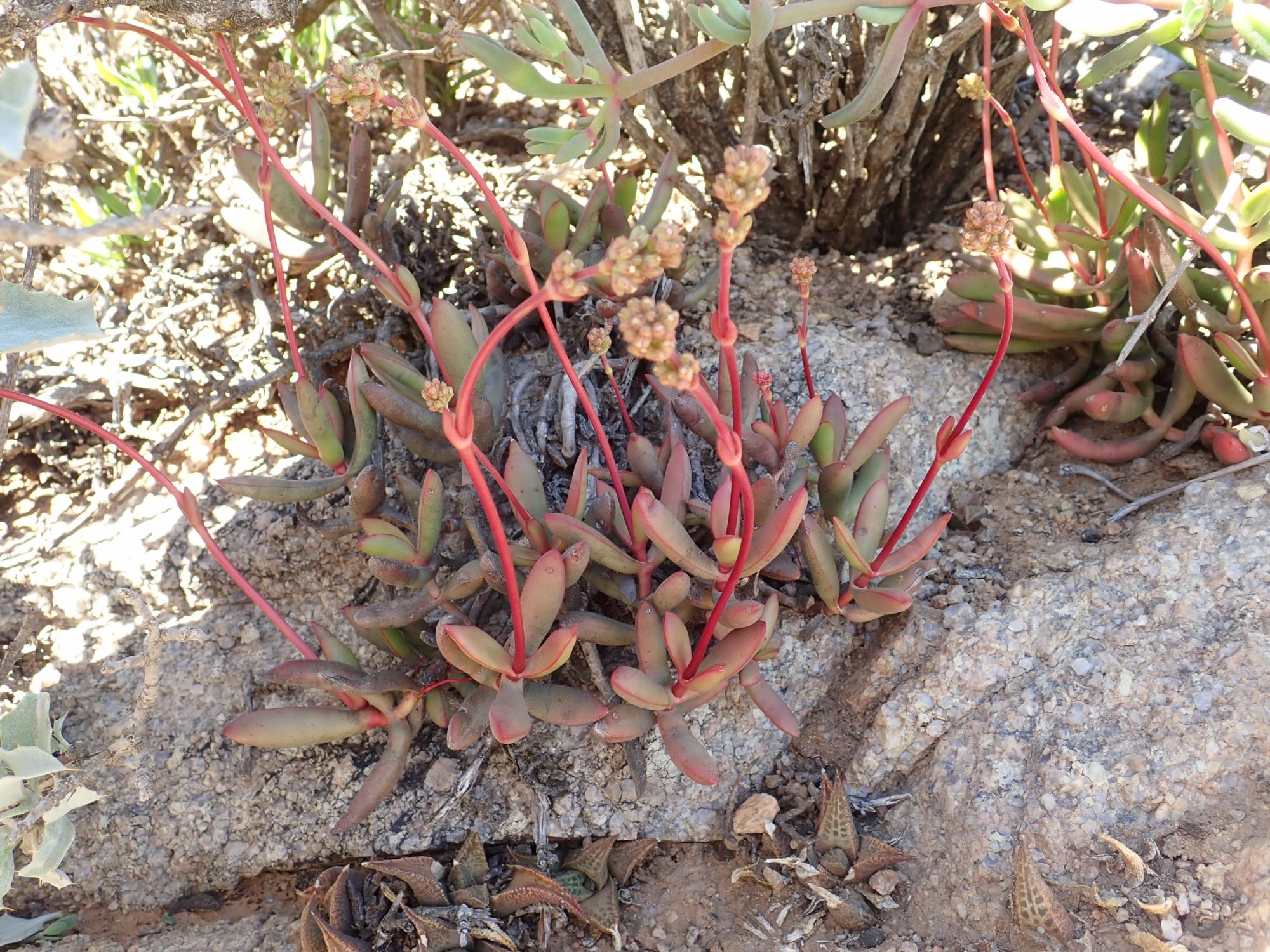 Image of Crassula subacaulis subsp. erosula