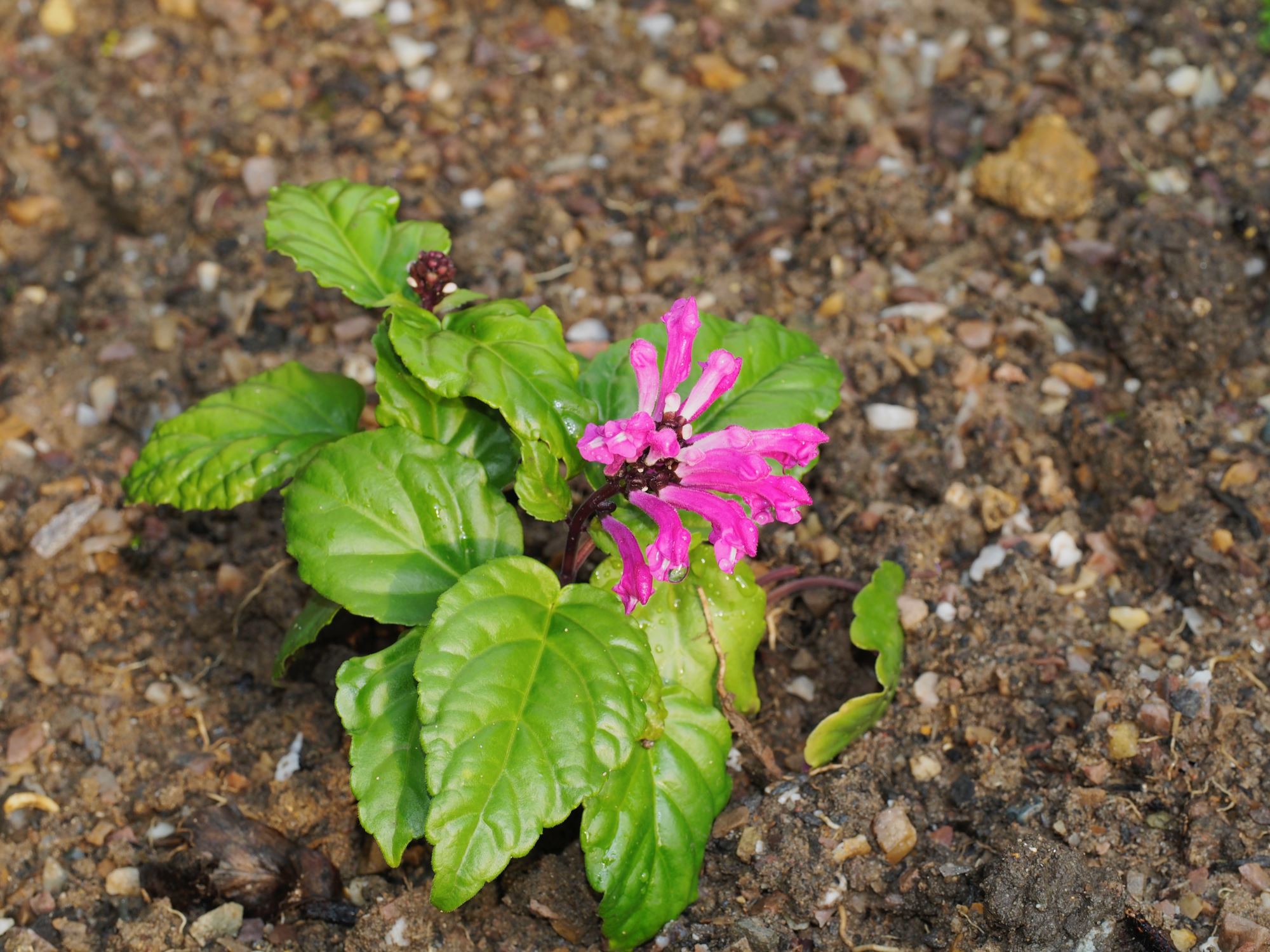Image of Scutellaria coccinea