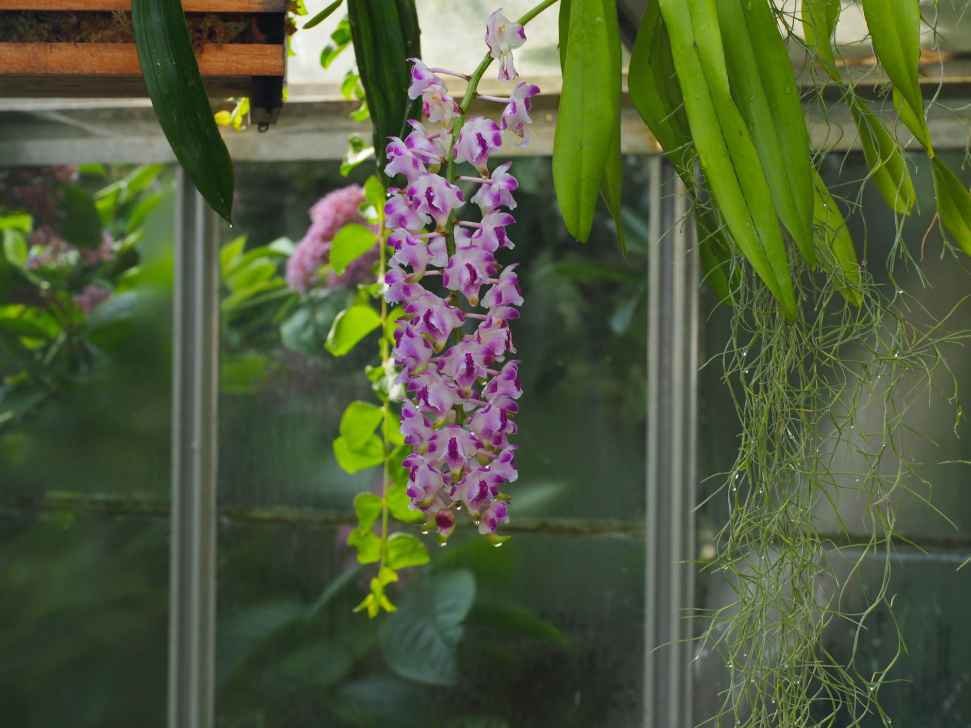 Image of Aerides lawrenceae