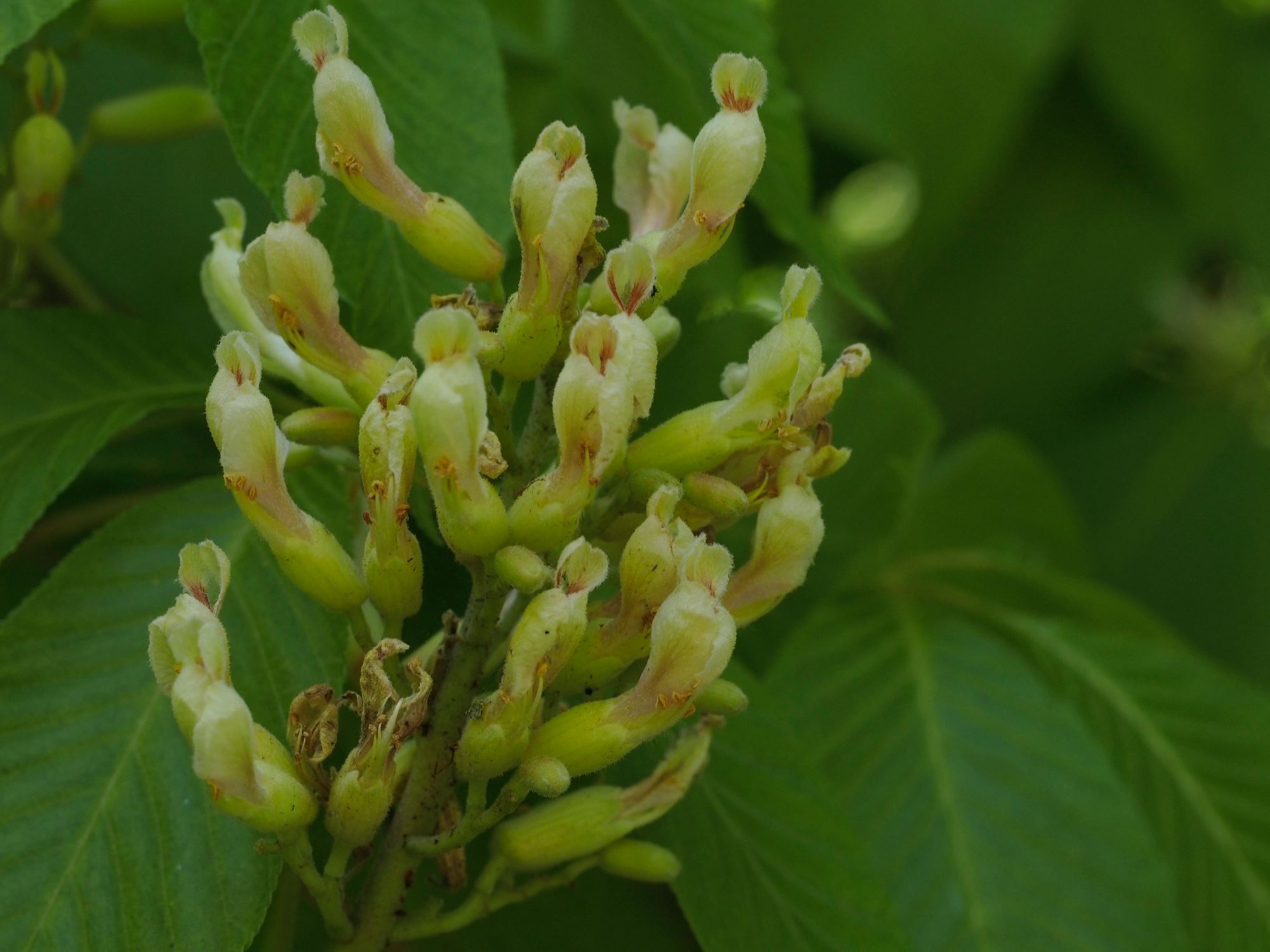Image of Aesculus Ã— neglecta 'Erythroblastos'