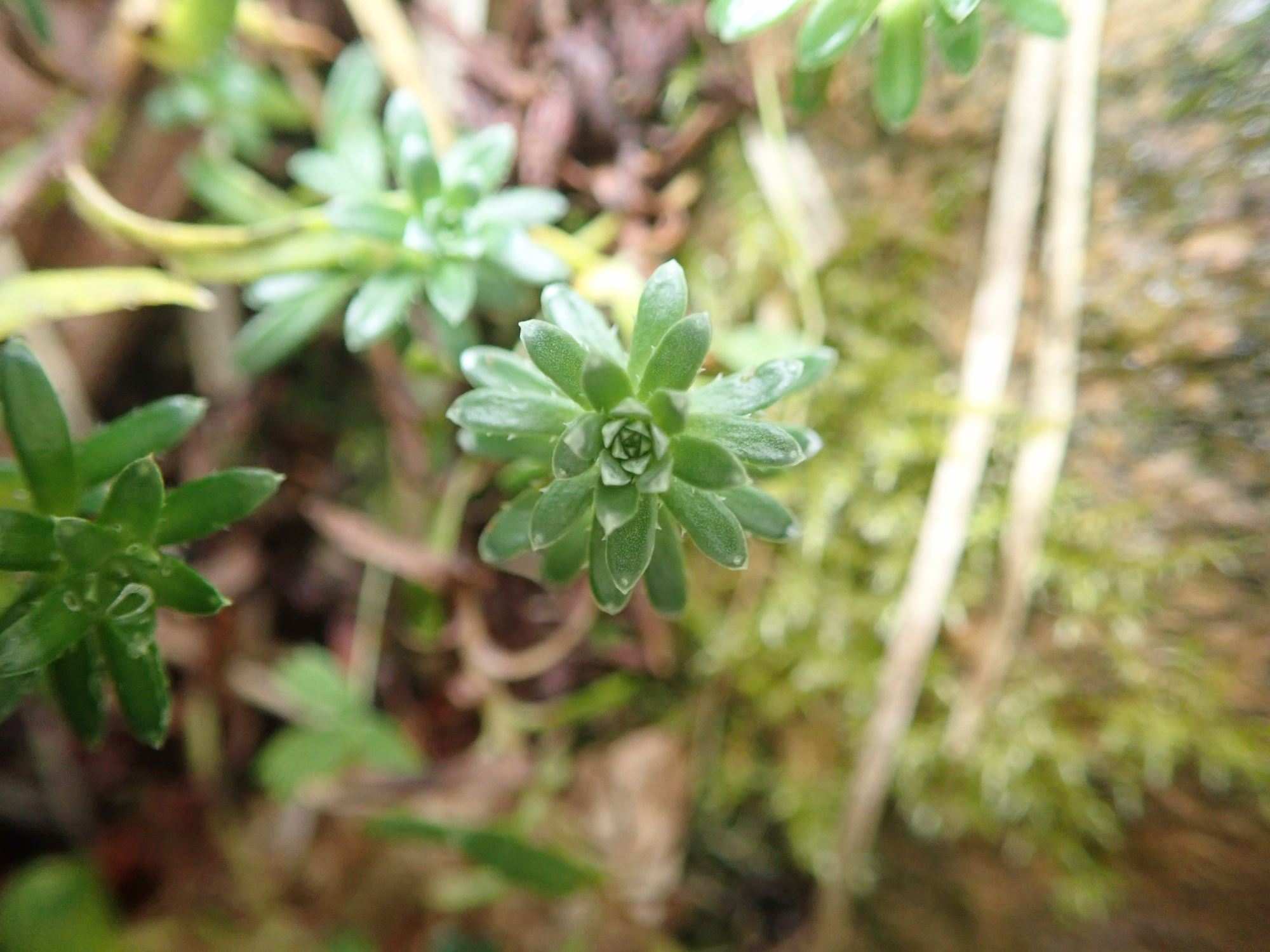 Image of Saxifraga aizoides