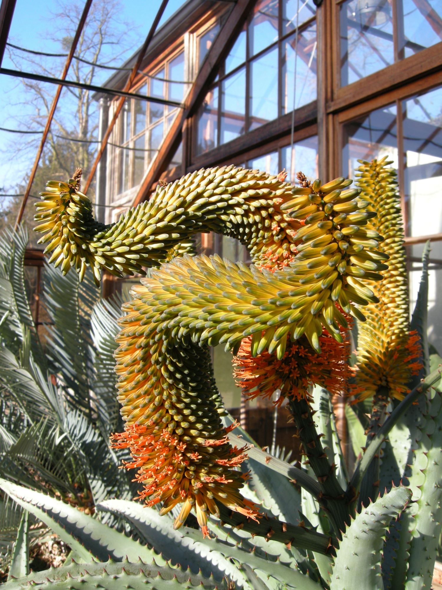 Image of Aloe ferox
