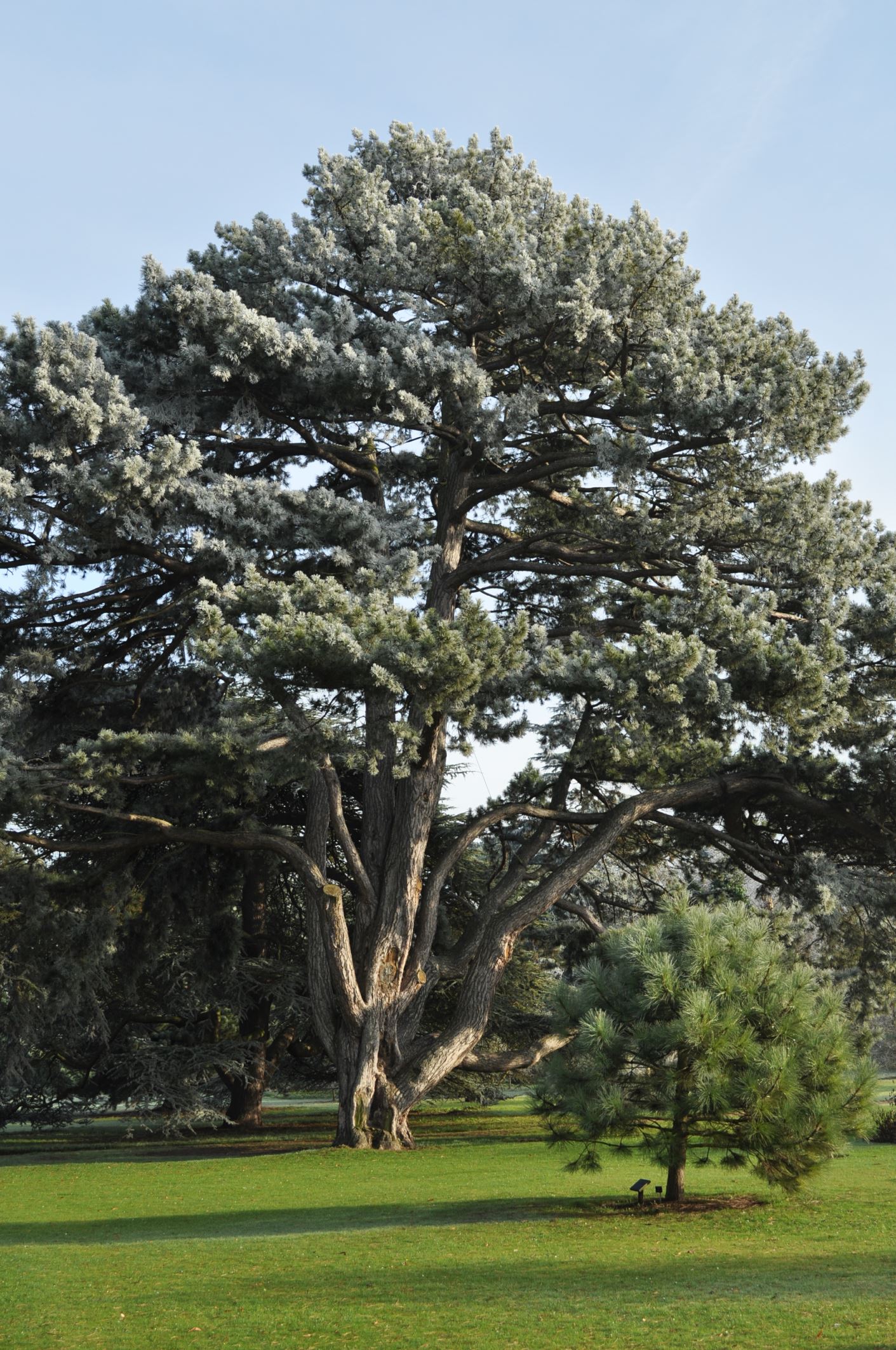 Image of Pinus nigra subsp. pallasiana