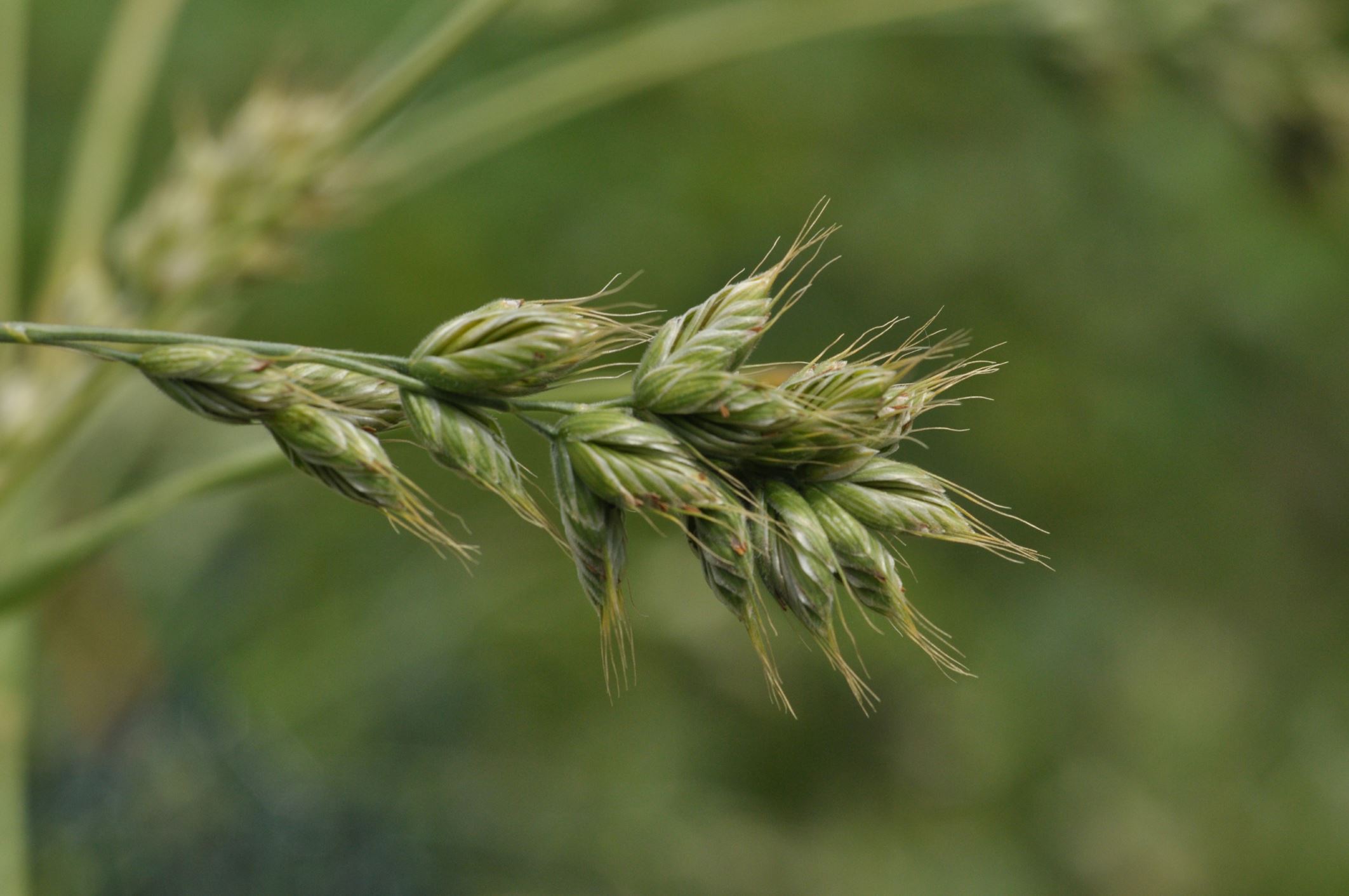 Image of Bromus interruptus
