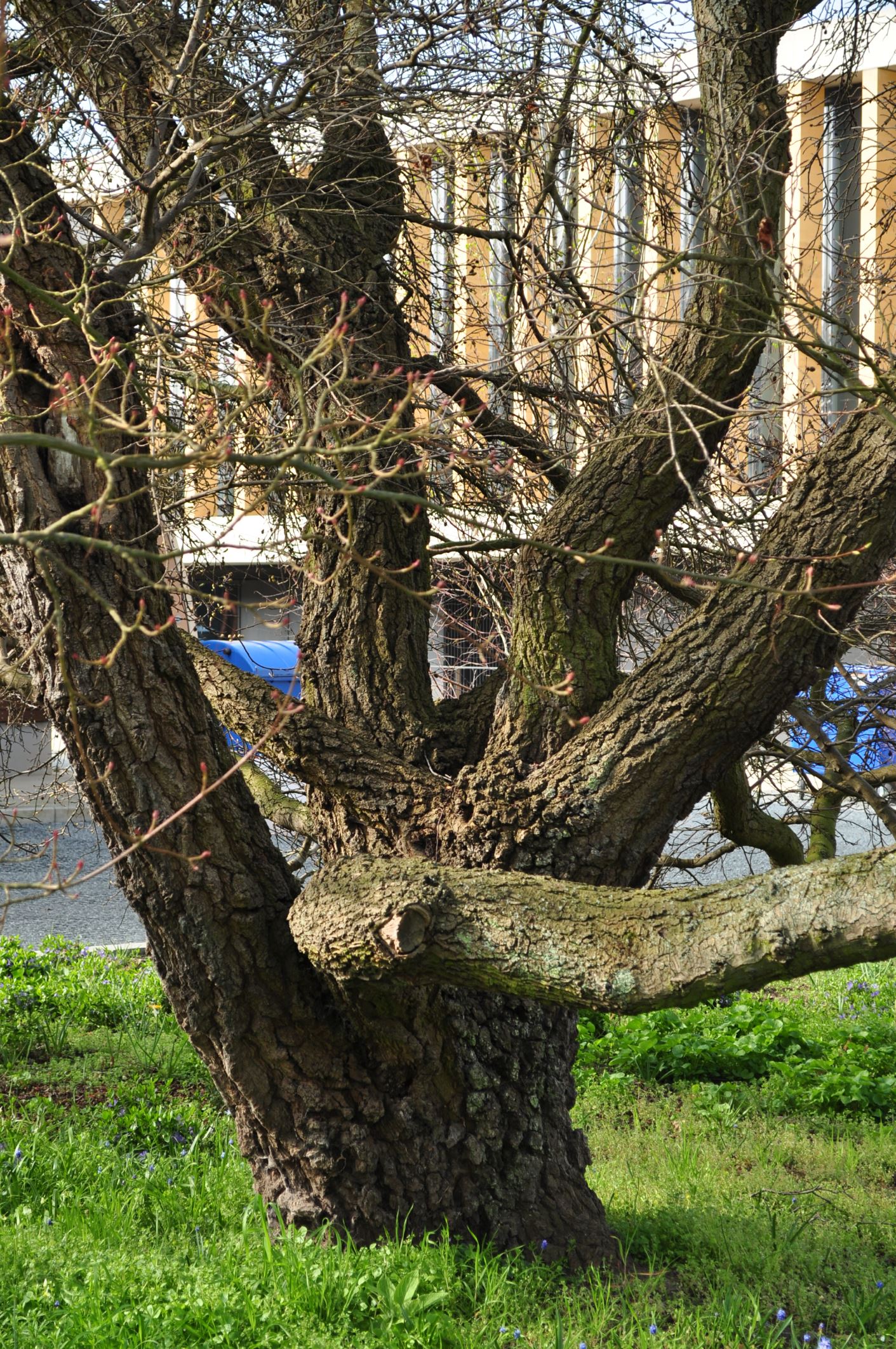 Image of Liquidambar orientalis
