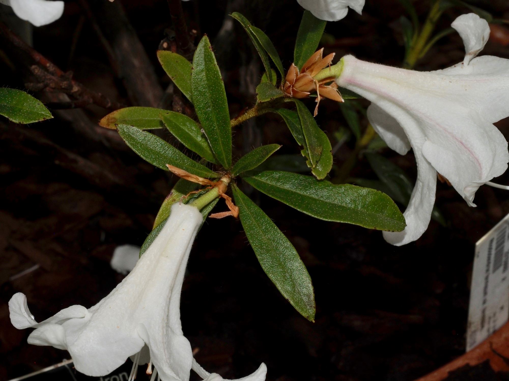 Image of Rhododendron formosum var. formosum