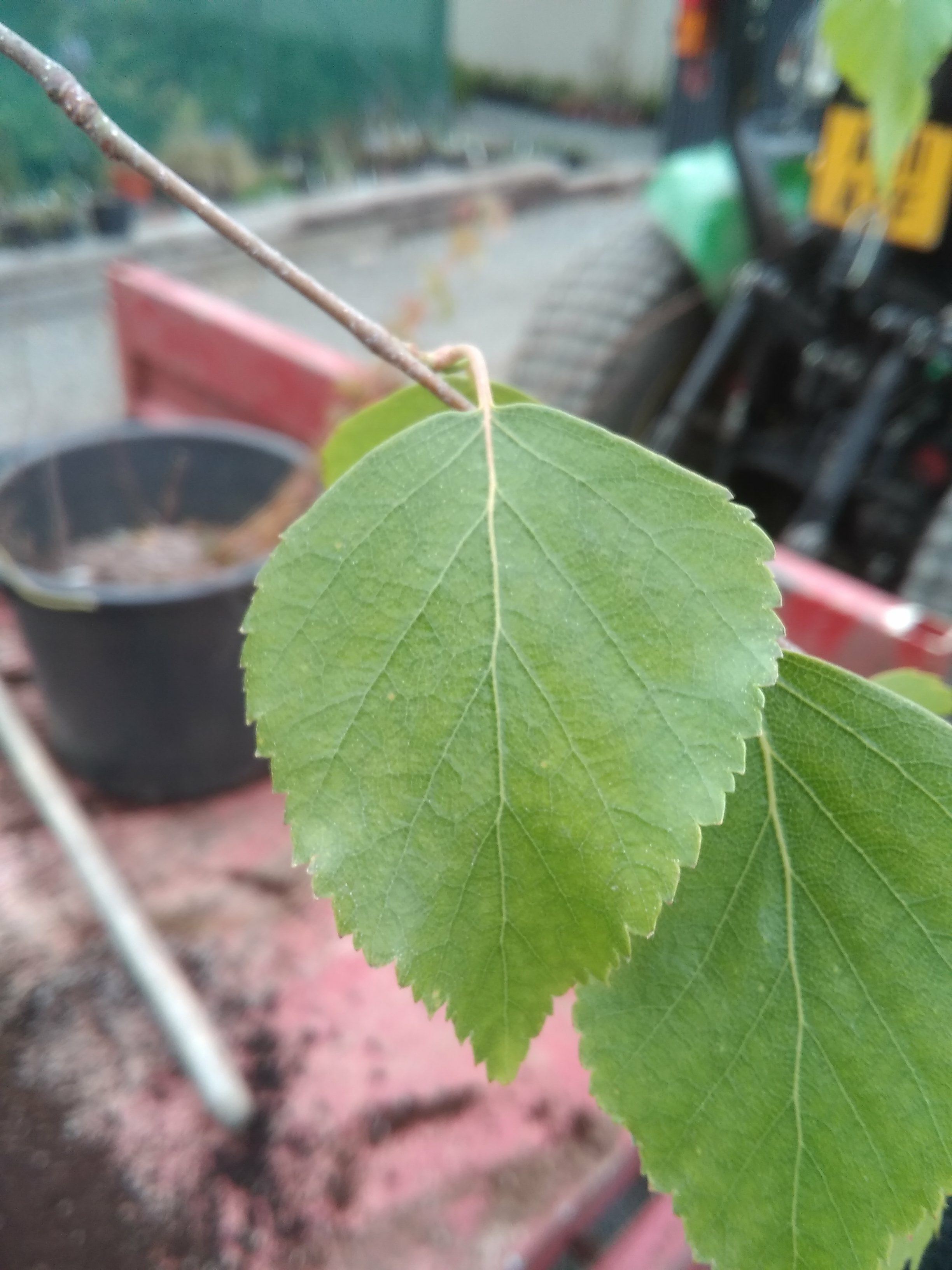 Image of Betula ermanii