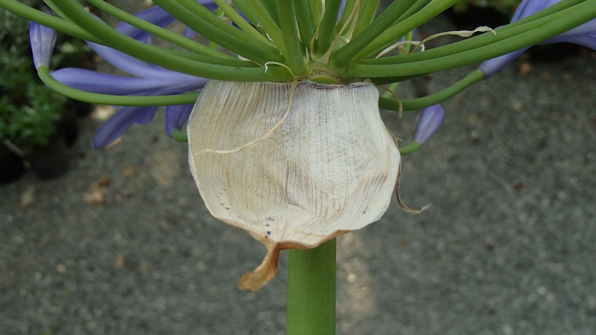 Image of Agapanthus praecox subsp. praecox