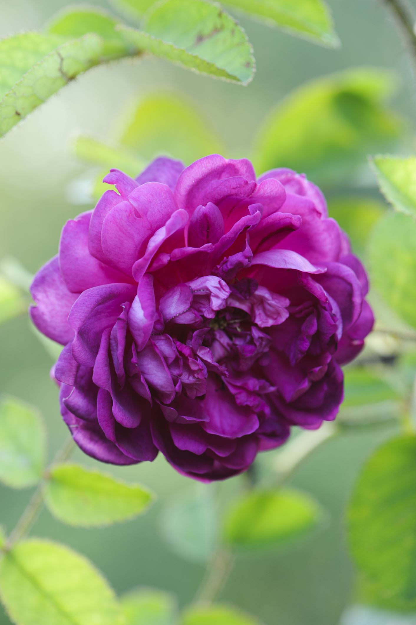 Image of Rosa 'Mme de la Roche-Lambert'