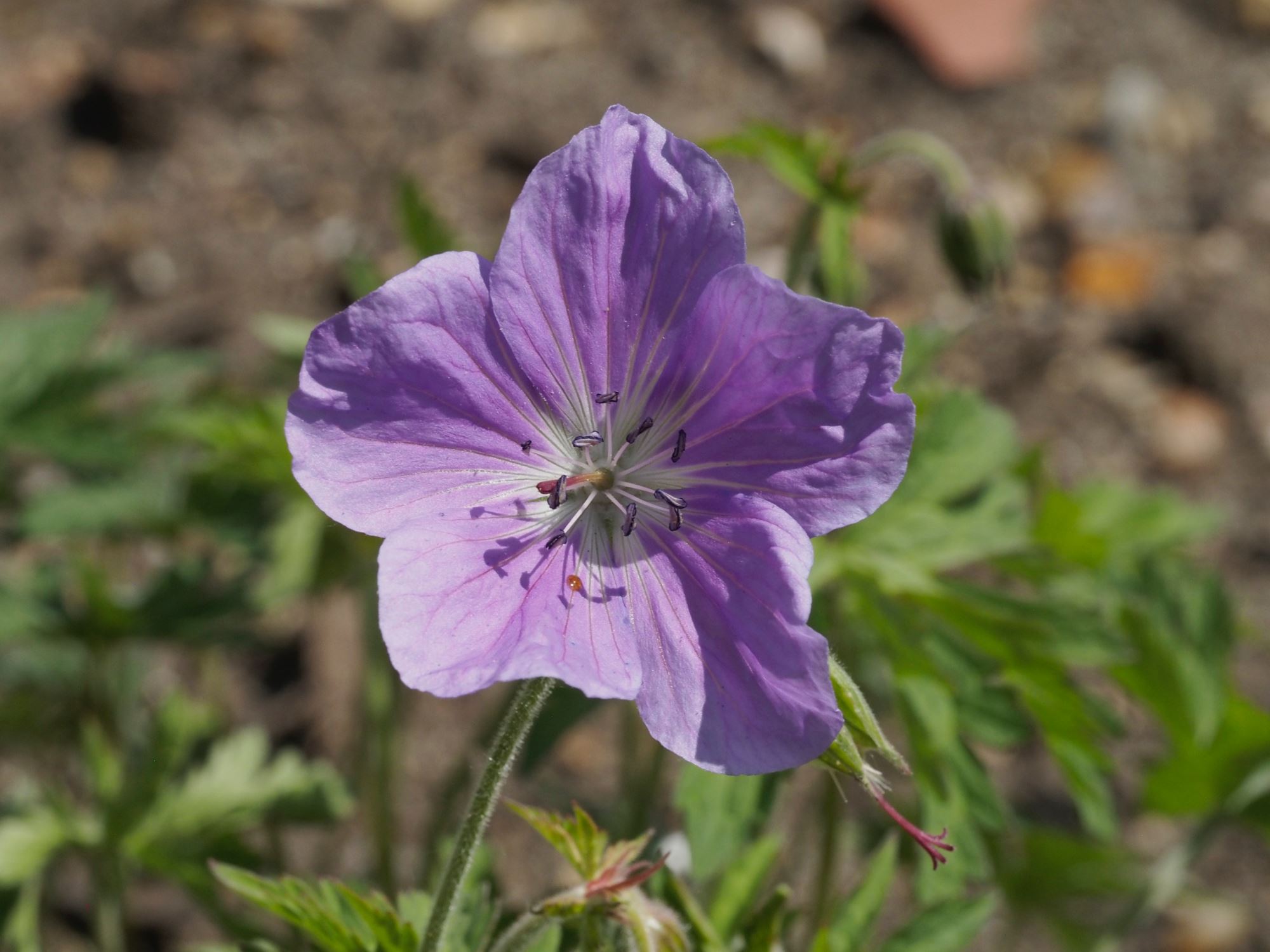 Image of Geranium pratense var. stewartianum