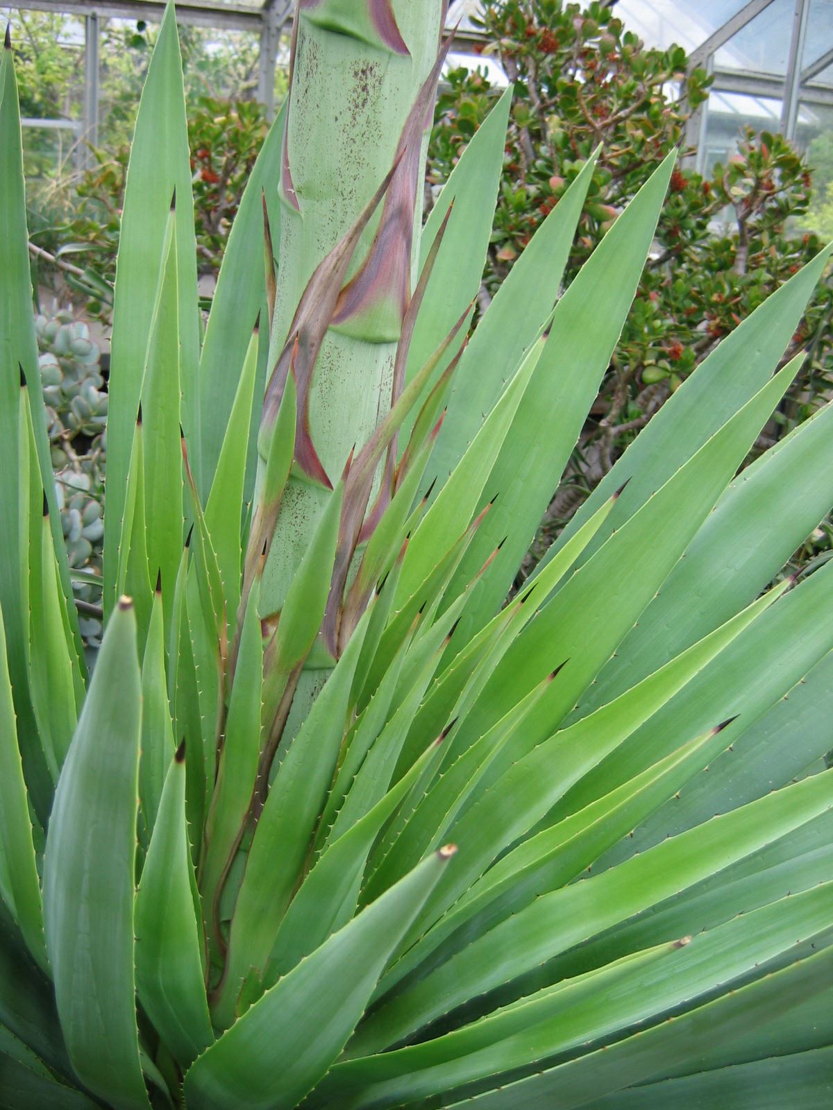 Image of Agave tequilana