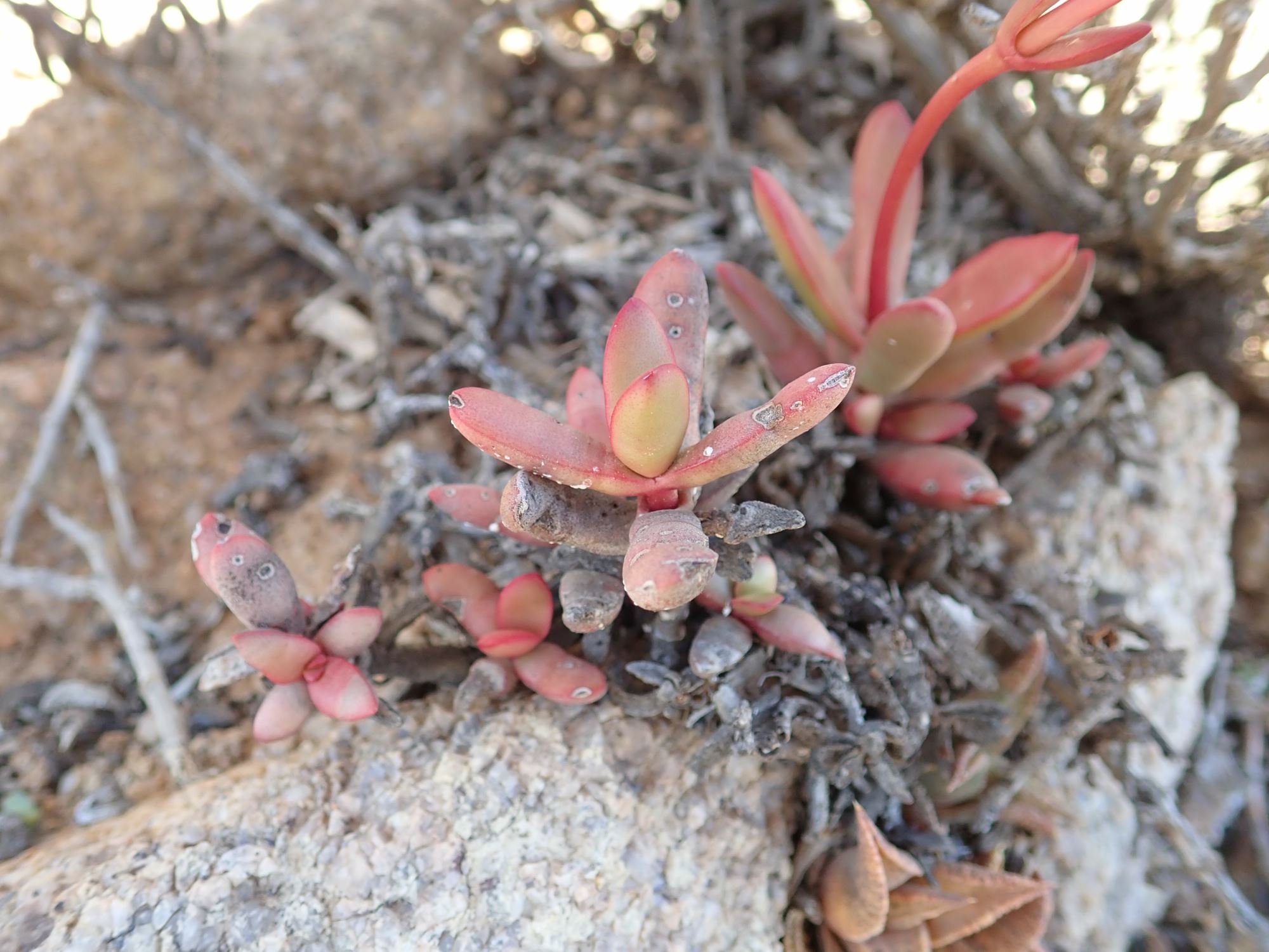 Image of Crassula subacaulis subsp. erosula