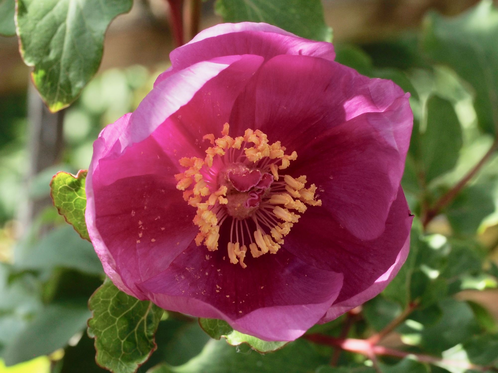 Image of Paeonia mascula subsp. mascula