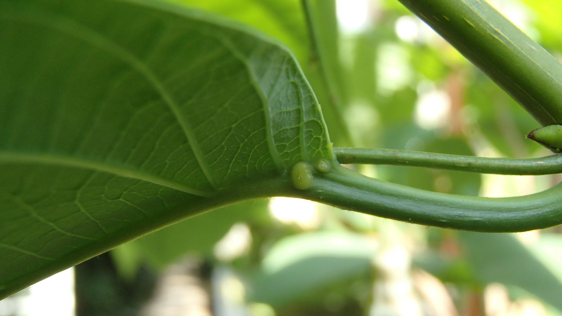 Image of Passiflora emarginata