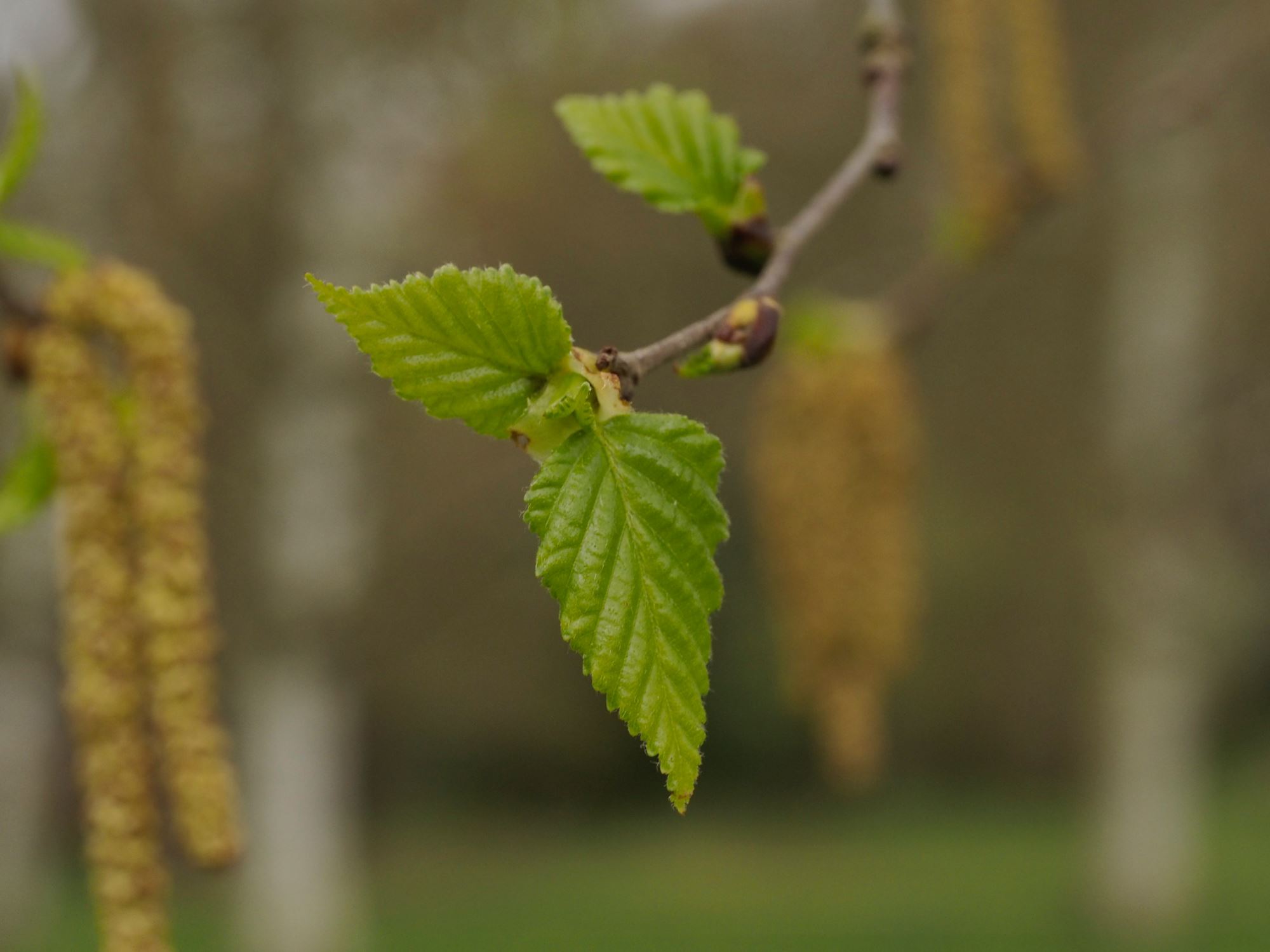 Image of Betula papyrifera