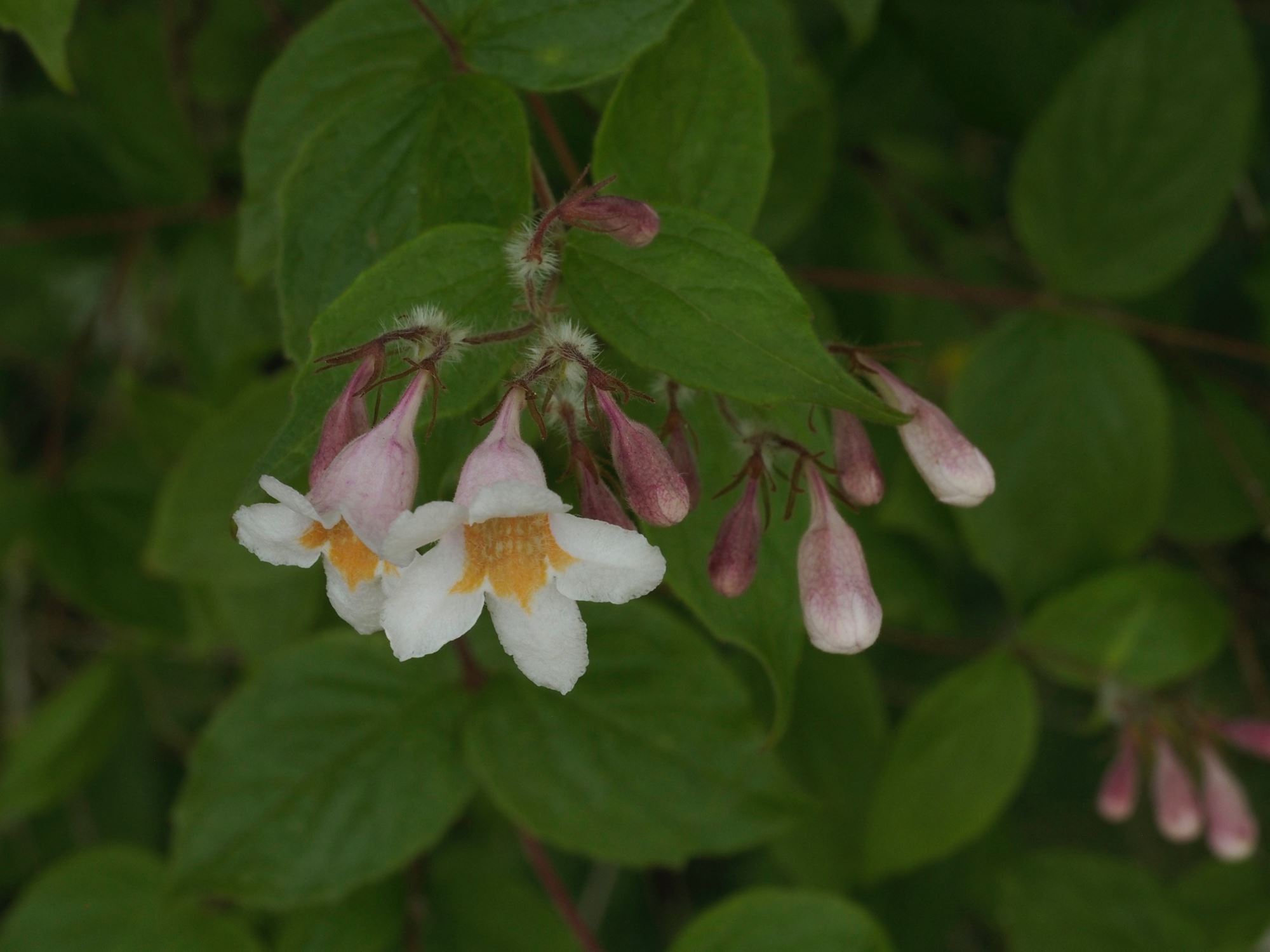 Image of Kolkwitzia amabilis