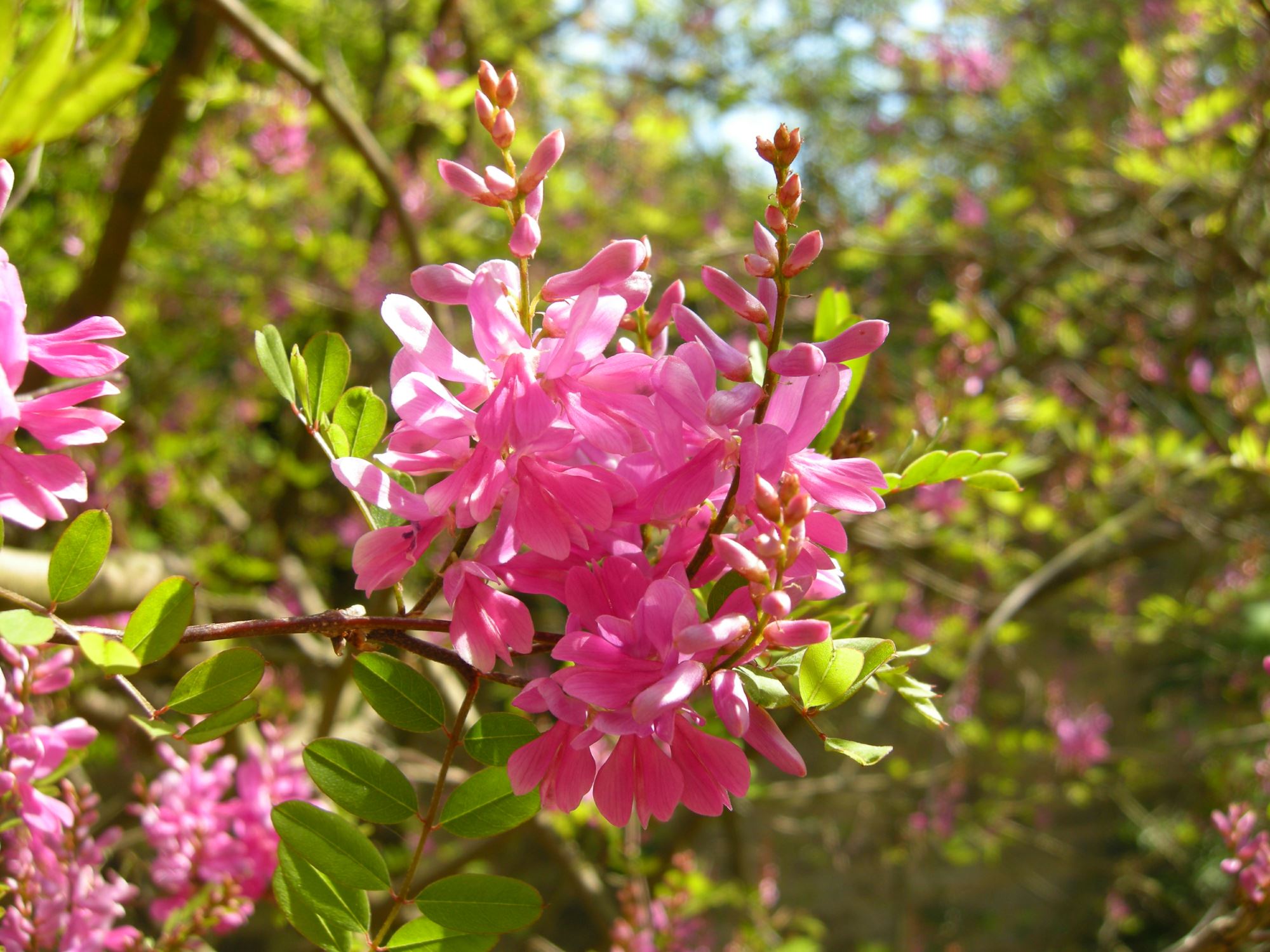 Image of Indigofera heterantha