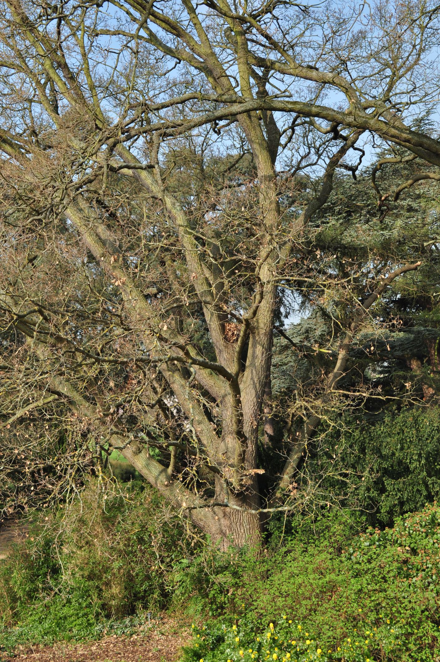 Image of Quercus robur