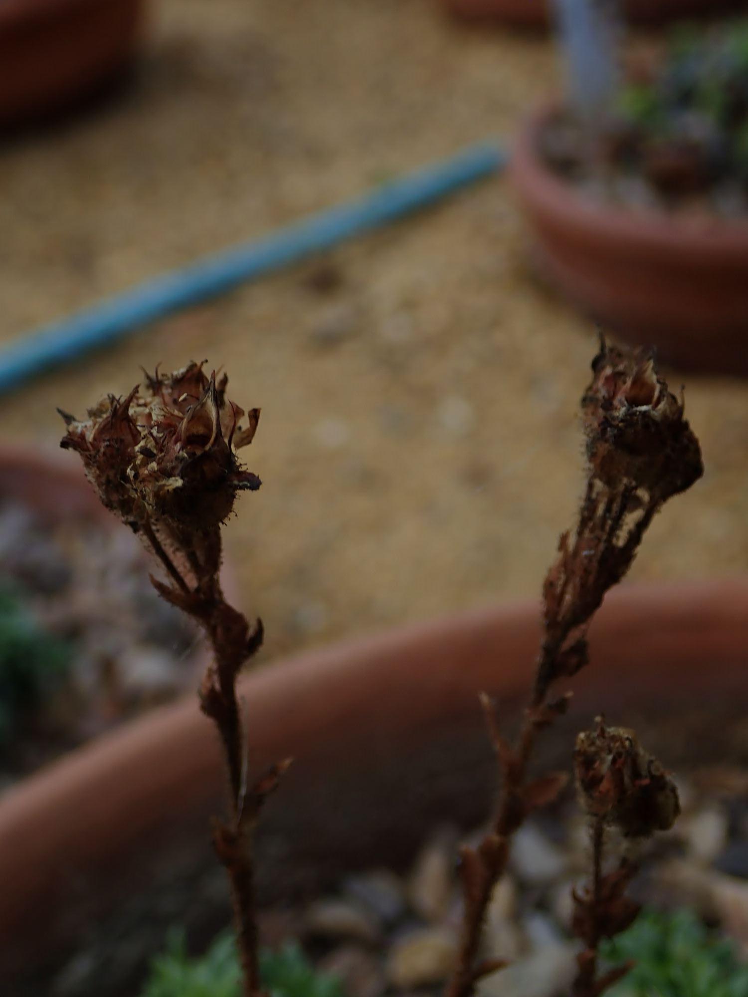 Image of Saxifraga scardica