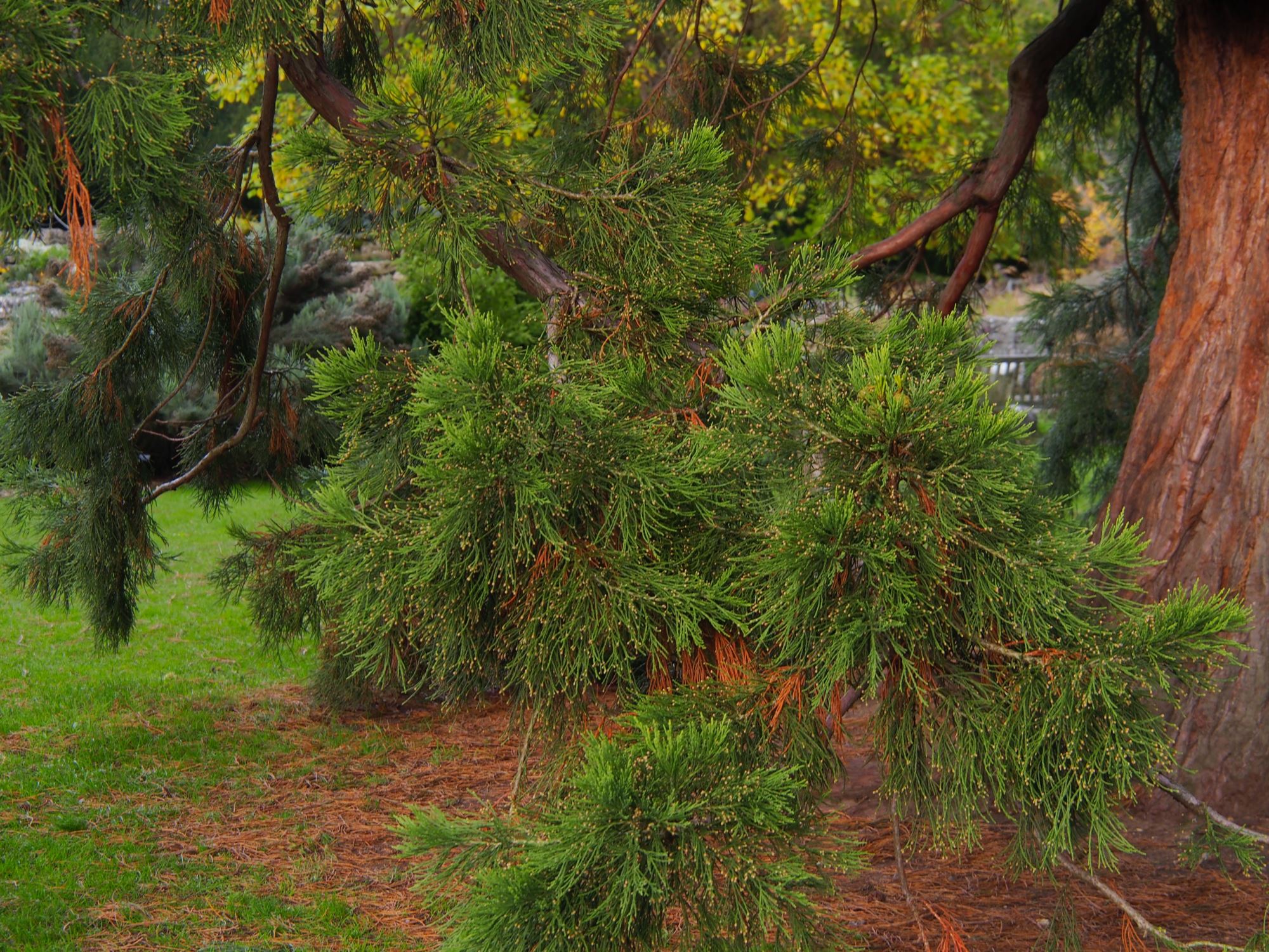 Image of Sequoiadendron giganteum
