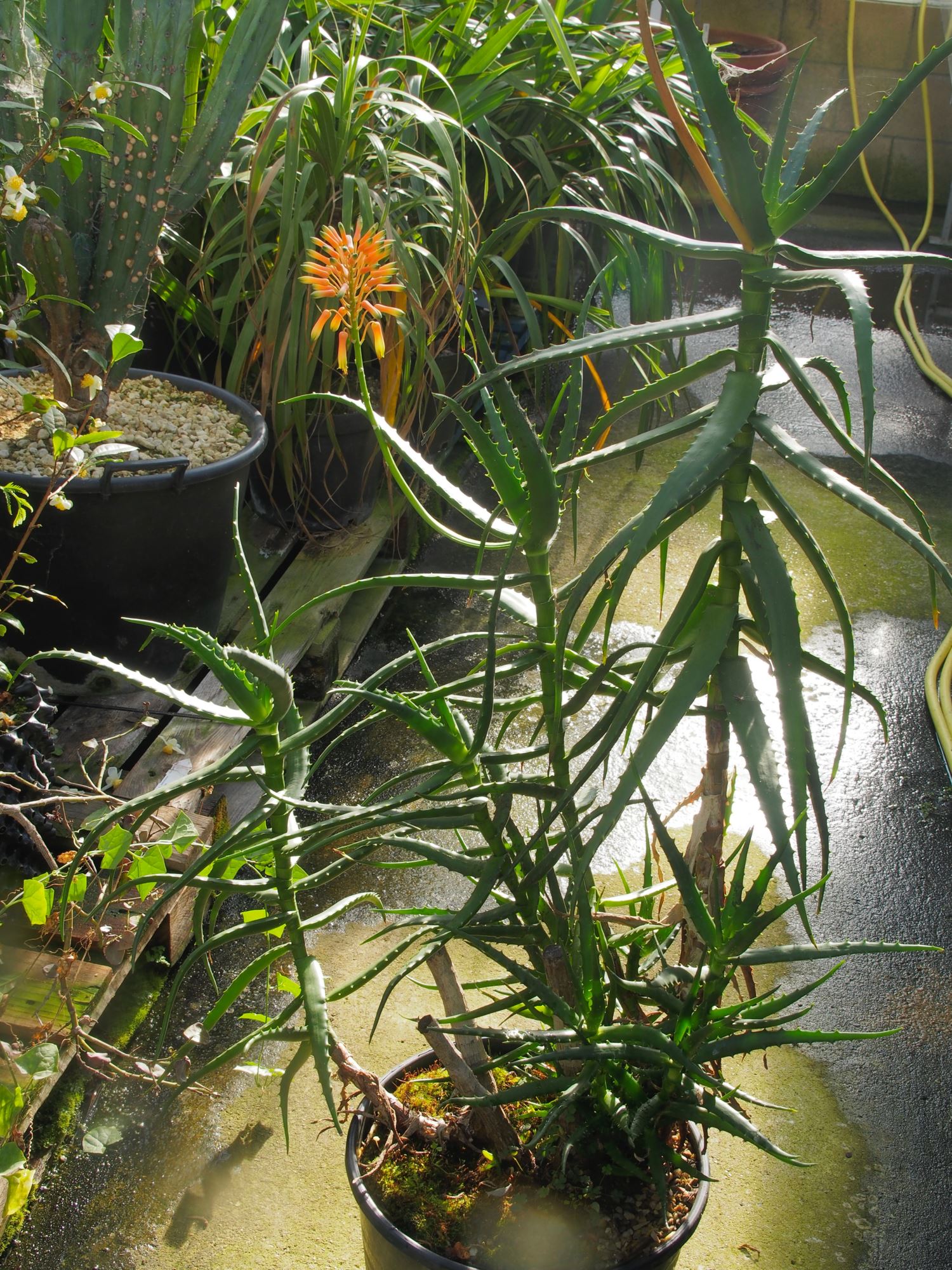 Image of Aloe kedongensis