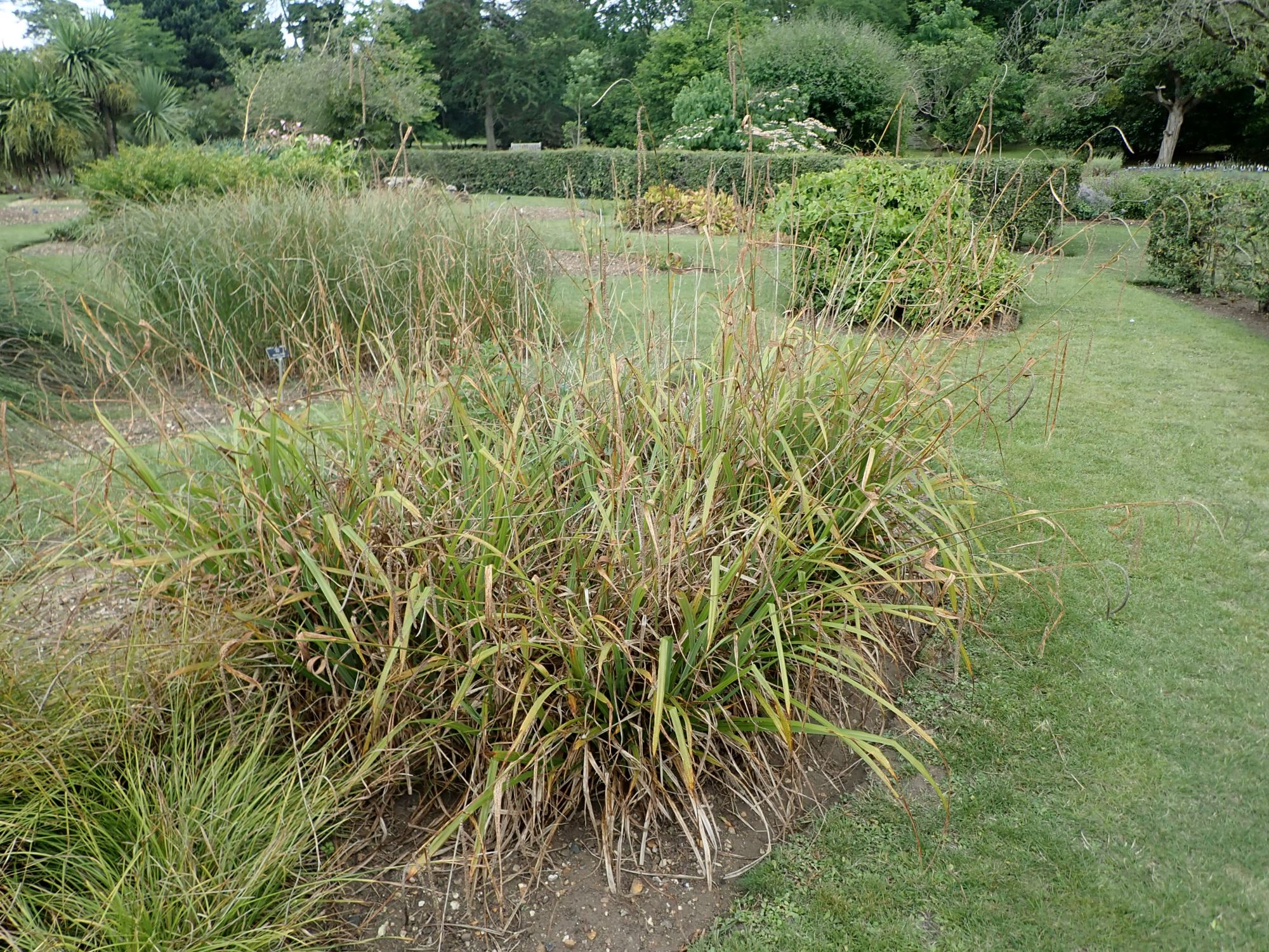 Image of Carex pendula