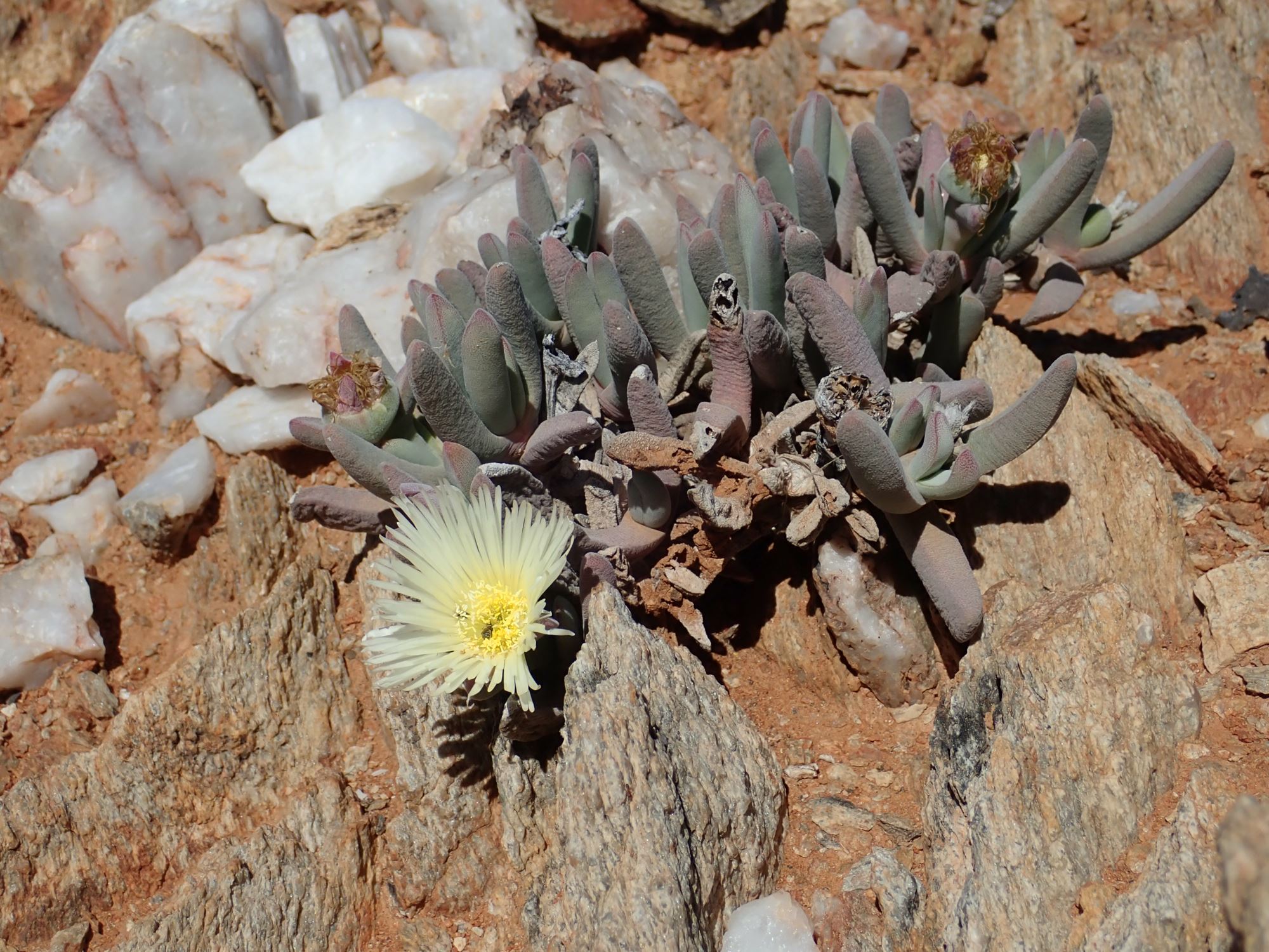 Image of Cheiridopsis pilosula
