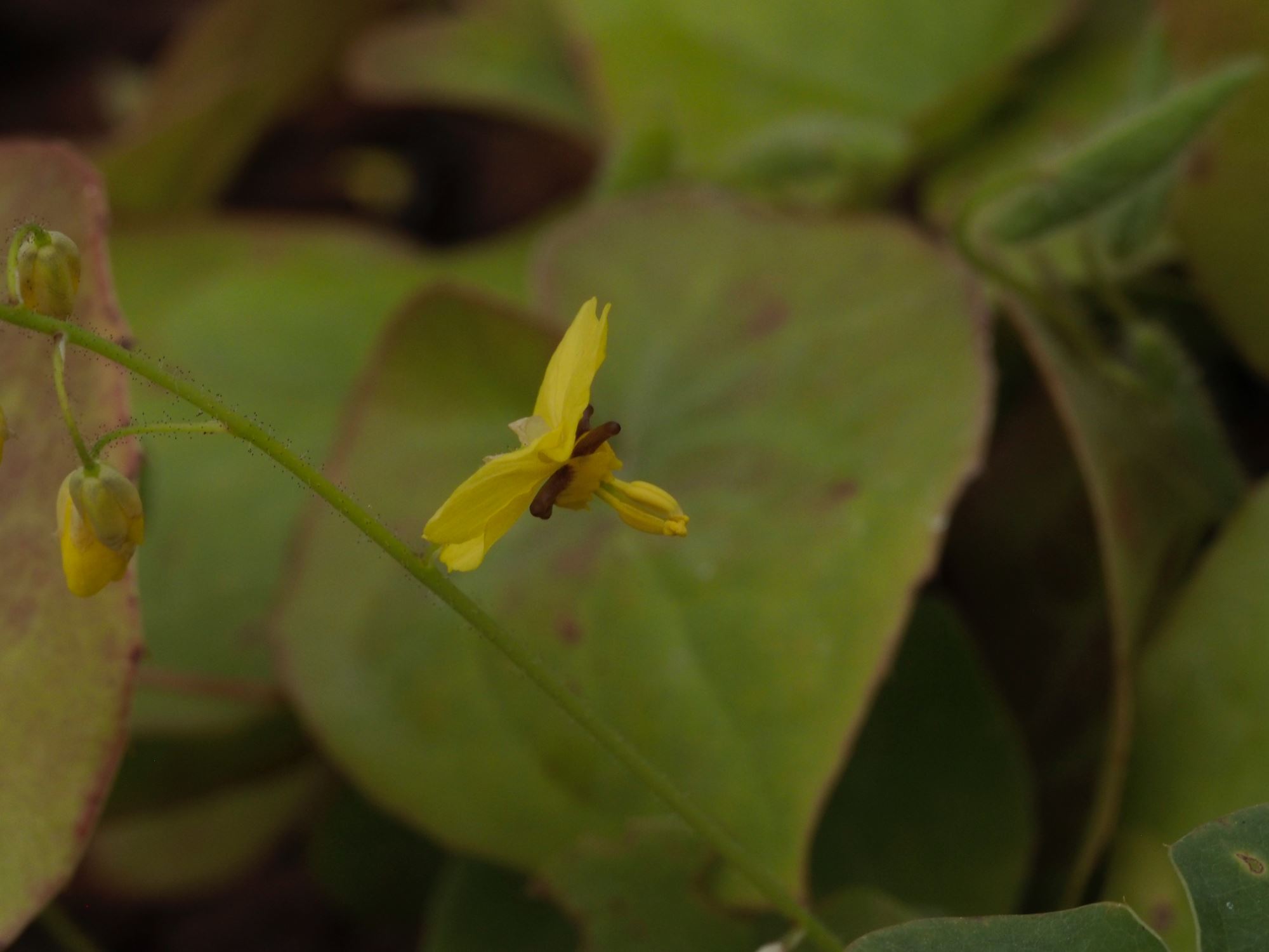 Image of Epimedium pinnatum subsp. colchicum