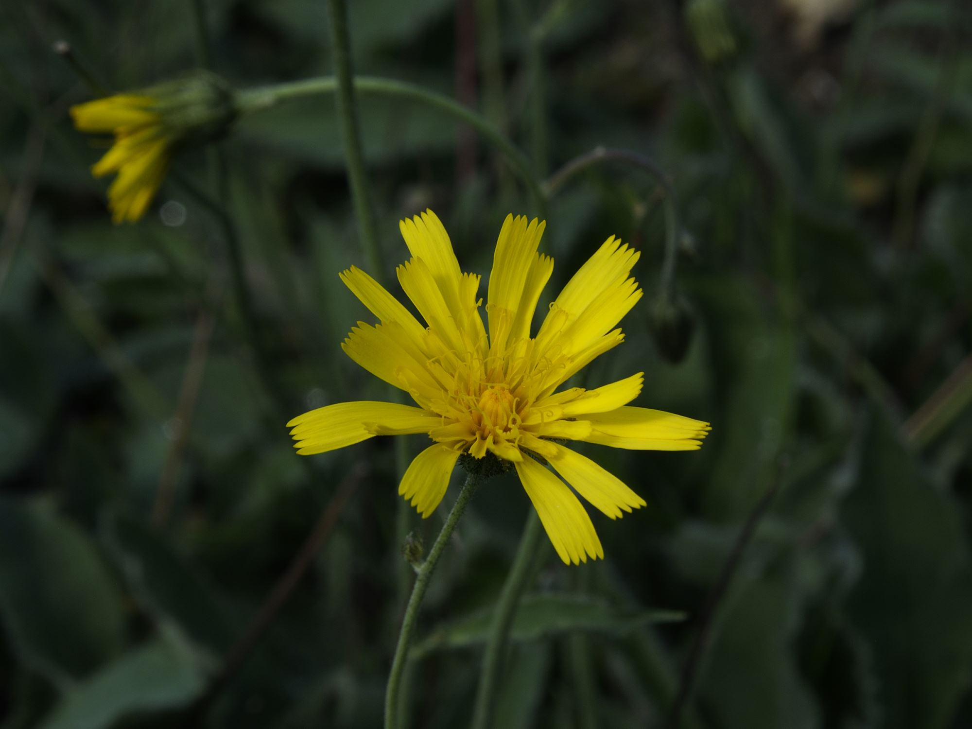 Image of Hieracium zygophorum